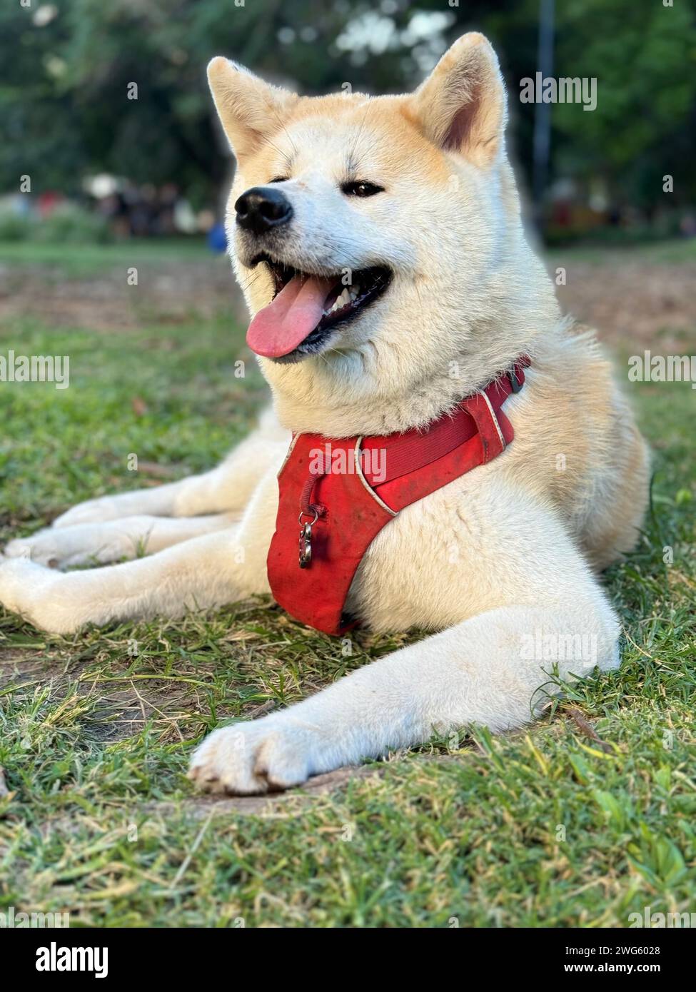 Il cane Akita Inu riposa sul pavimento del parco in una calda giornata estiva a Buenos Aires, Argentina Foto Stock