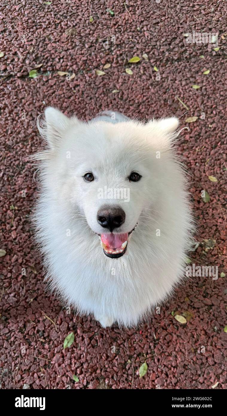 Cane Samoiato che guarda la telecamera su un pavimento di pietra rossa Foto Stock
