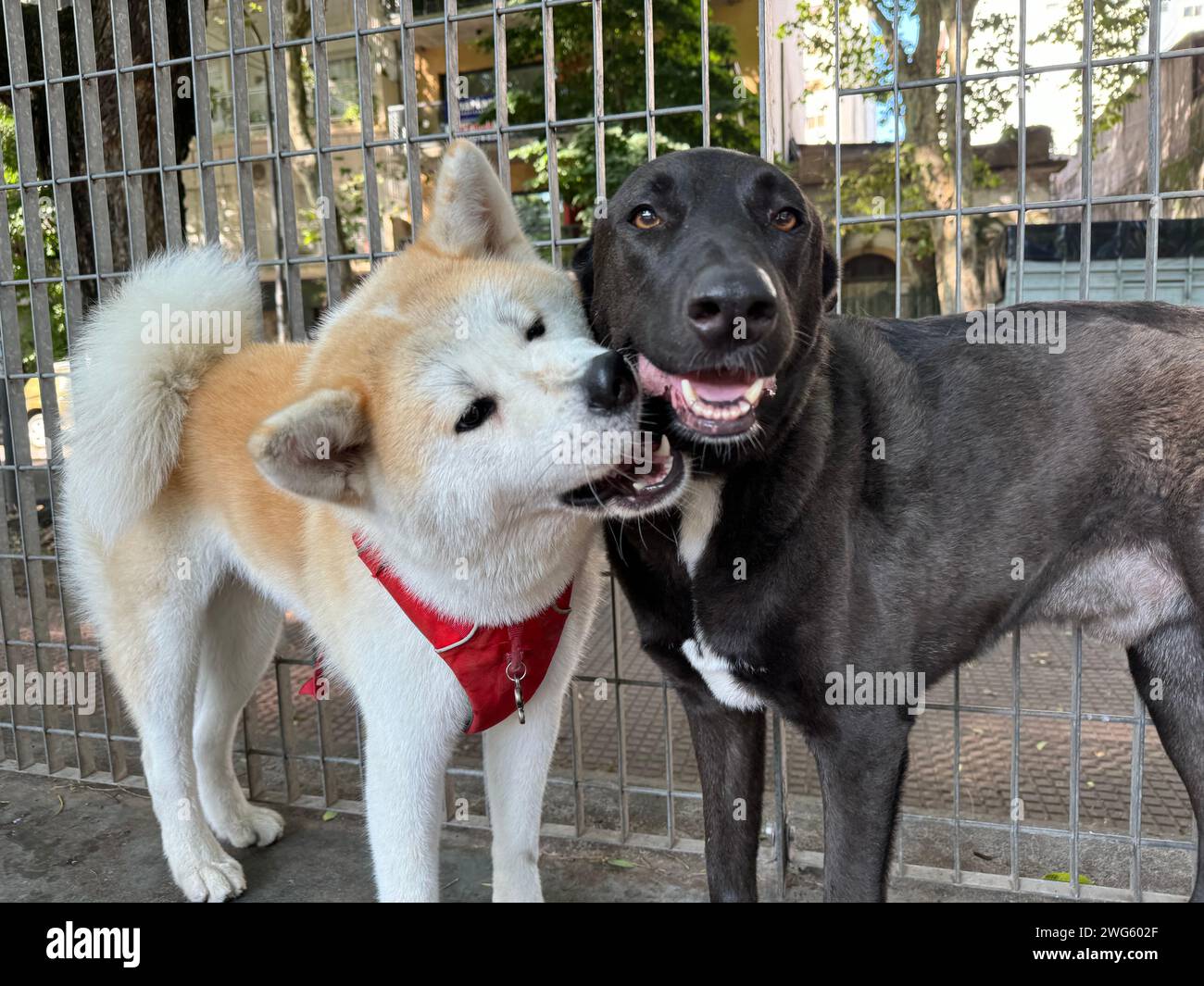 Akita inu Dog che gioca con un cane randagio a Buenos Aires, Argentina Foto Stock