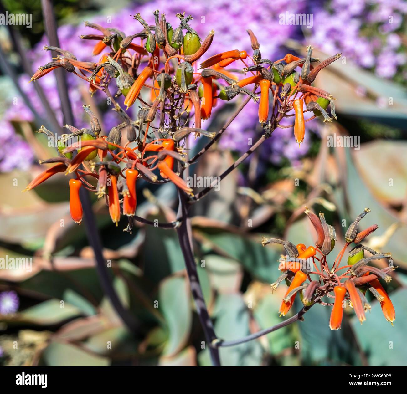 Corallo Aloe, Aloe striata, Asphodelaceae. Fioritura primaverile.dettaglio che mostra il margine liscio della foglia rosa di questa specie, chiave per la sua identificazione. Foto Stock