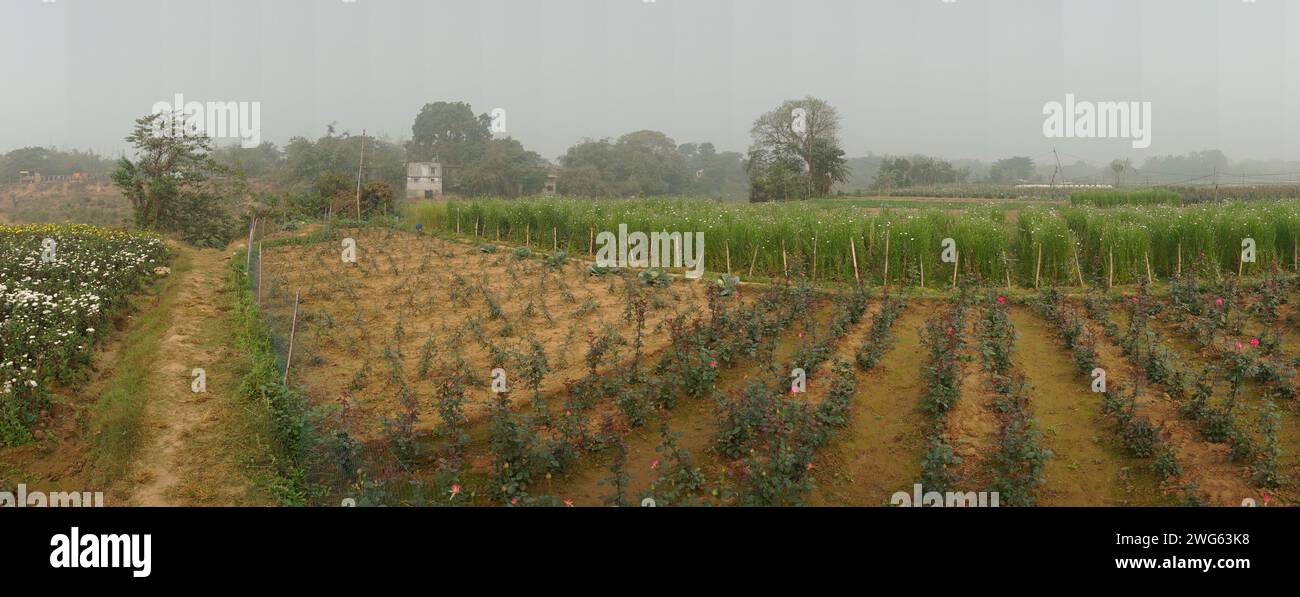 Rosa, pianta perenne legnosa a fiore del genere Rosa, famiglia delle Rosaceae, raccolta a Khirai, Bengala Occidentale, India. Vista panoramica. Foto Stock