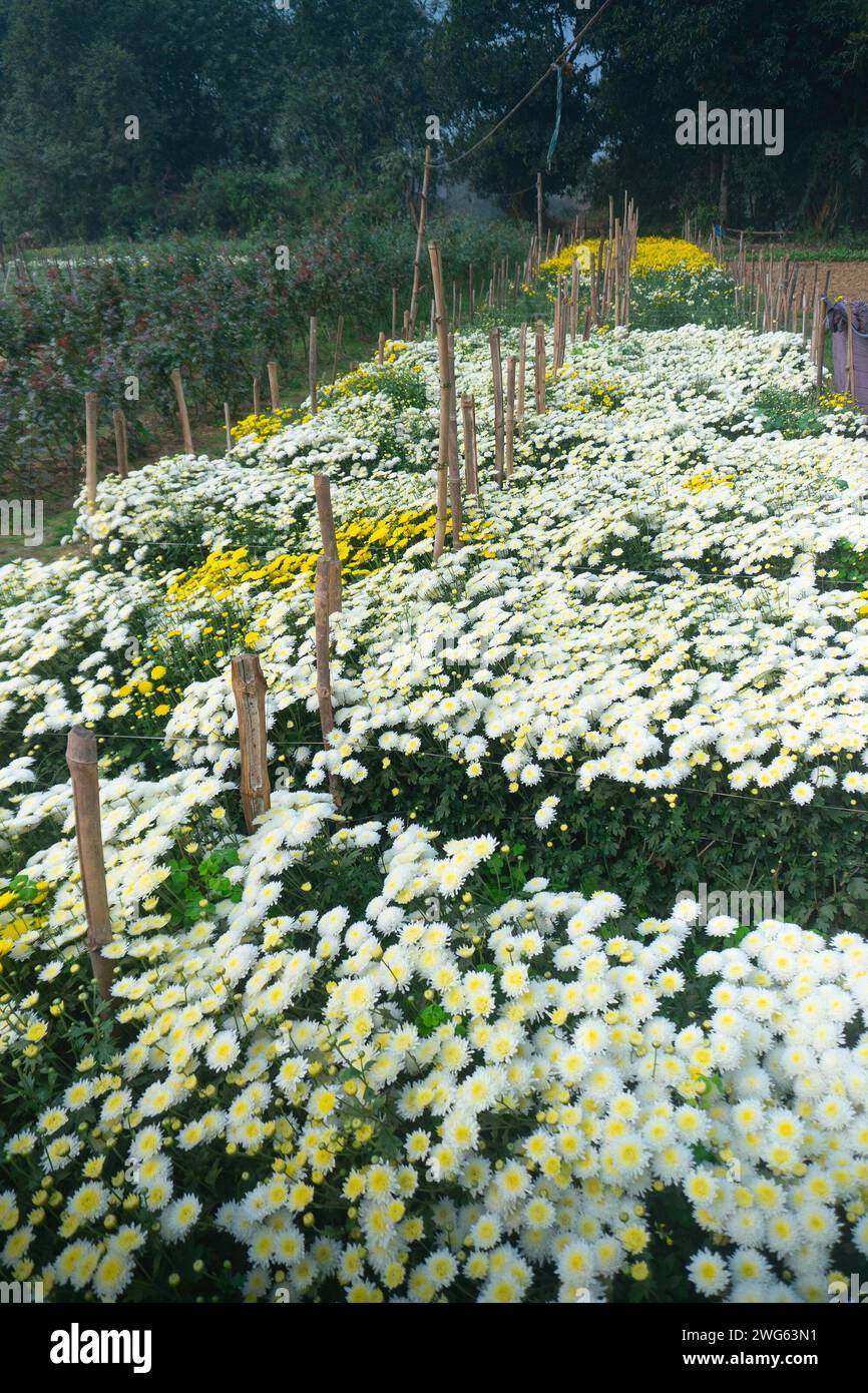 Vasto campo di Crisantemi bianchi in erba, Chandramalika, Chandramallika, mamme, crisantemi, genere Chrysanthemum, famiglia Asteraceae. Mattina d'inverno. Foto Stock