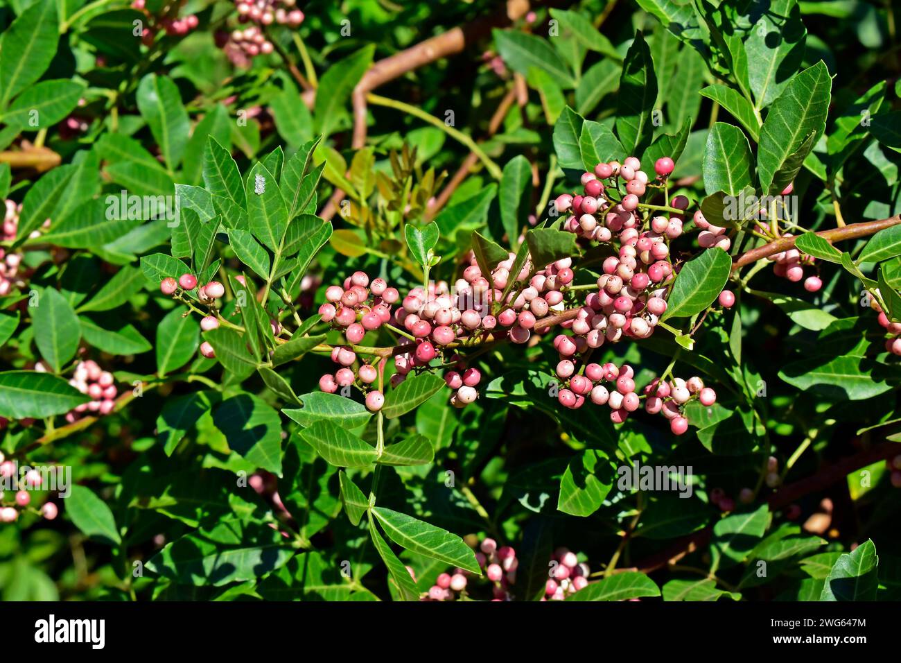Frutti di peperone brasiliani (Schinus terebinthifolius) Foto Stock