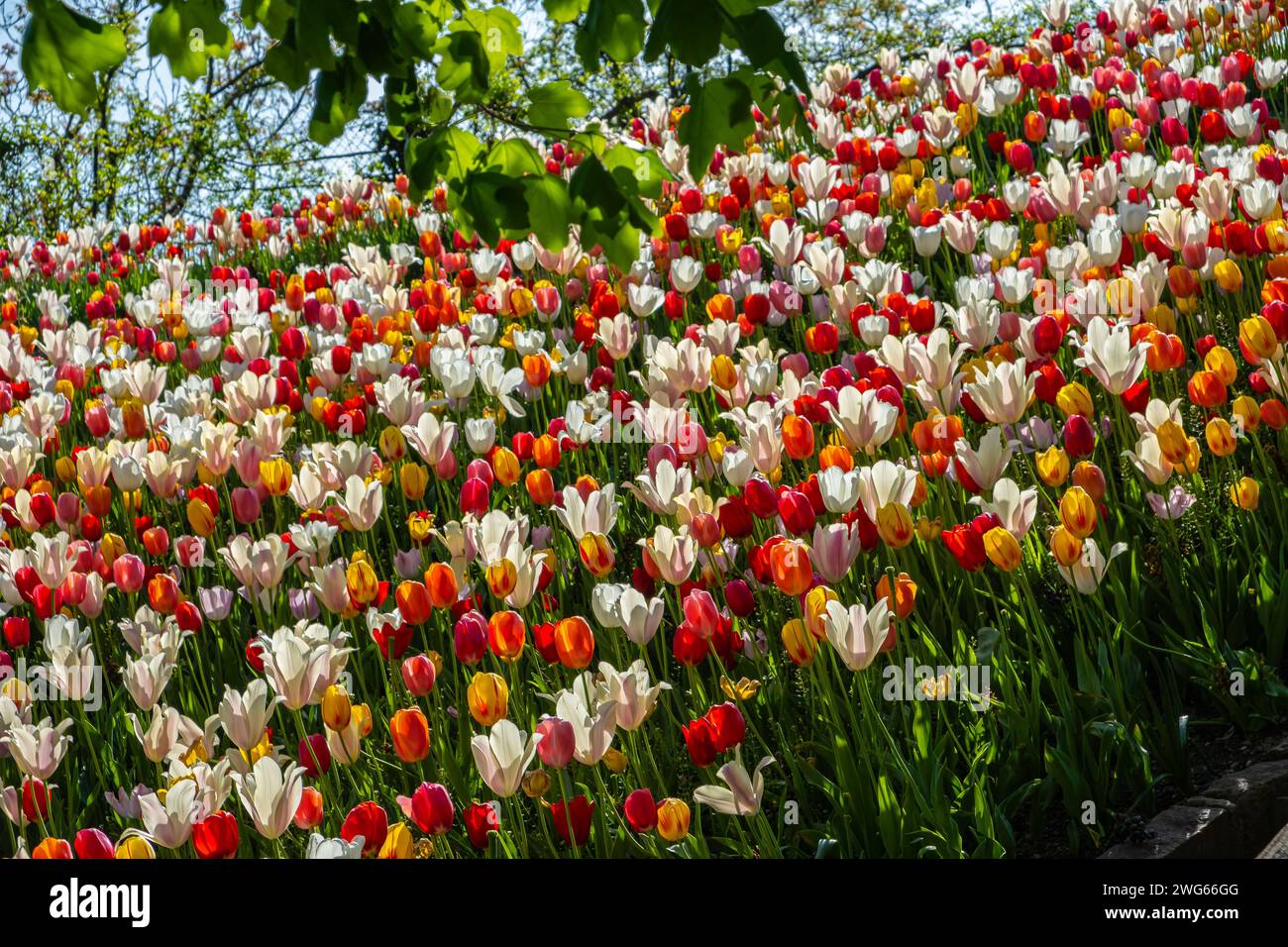 Campi colorati di tulipani proclamano l'arrivo della primavera Foto Stock