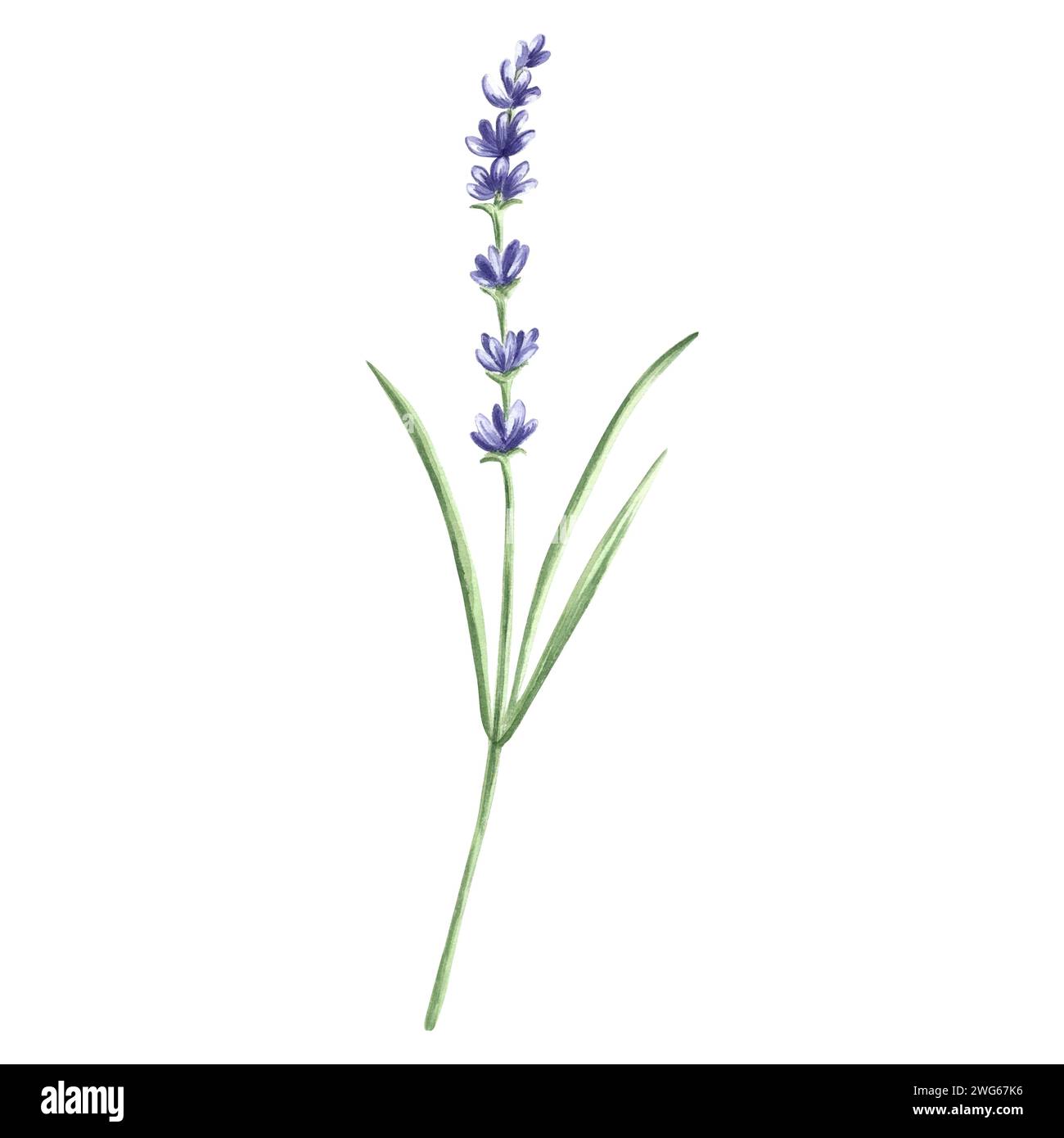 Fiori di lavanda a spirale viola, illustrazione acquerello. Bouquet floreale Provenza isolato disegnato a mano. Modello di disegno botanico per scheda, stampa pac Foto Stock