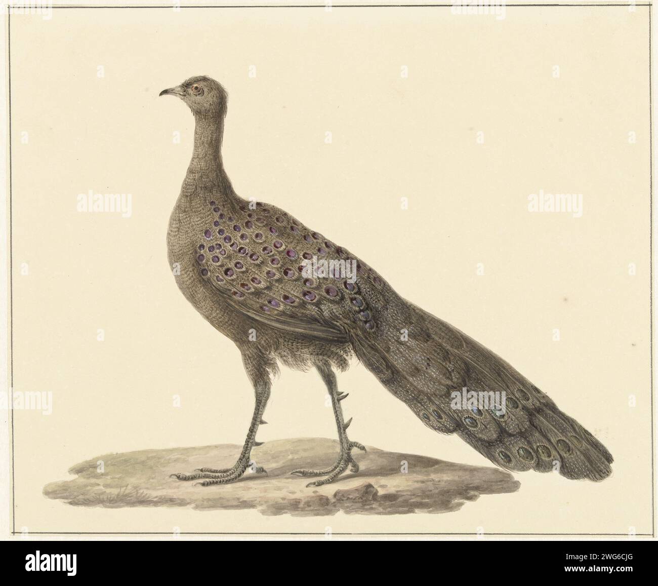 Spiegelpauw, Pieter Pietersz. Barbiers, carta da disegno 1759 - 1842. acquerello (vernice). uccelli ornamentali con pennello a matita: peacock Foto Stock