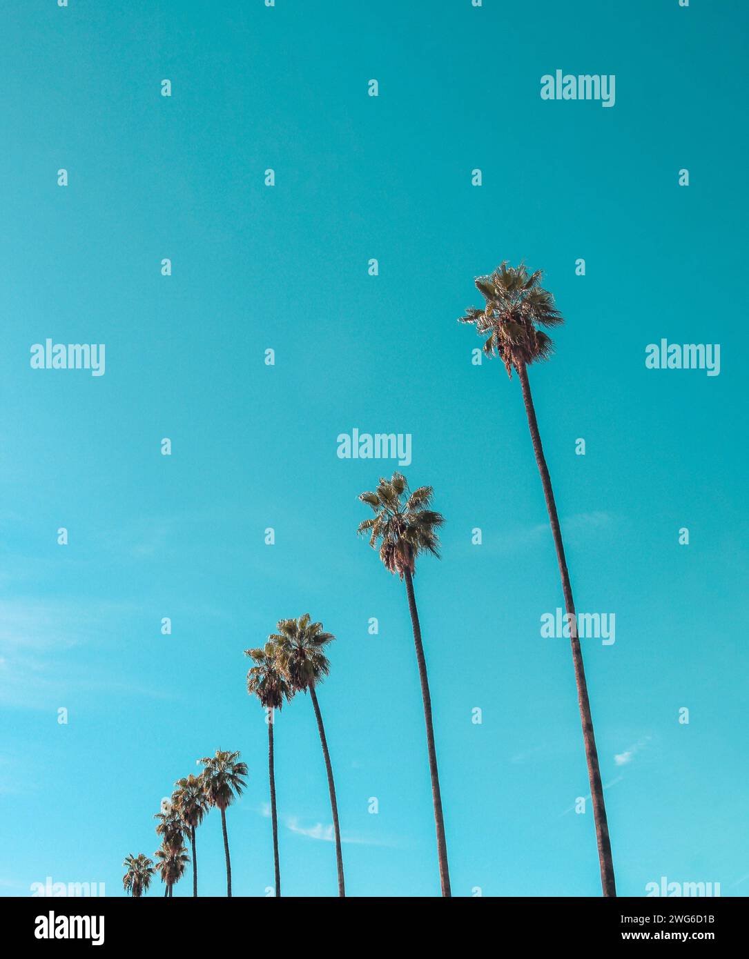 Fila di palme messicane, grattacieli Foto Stock