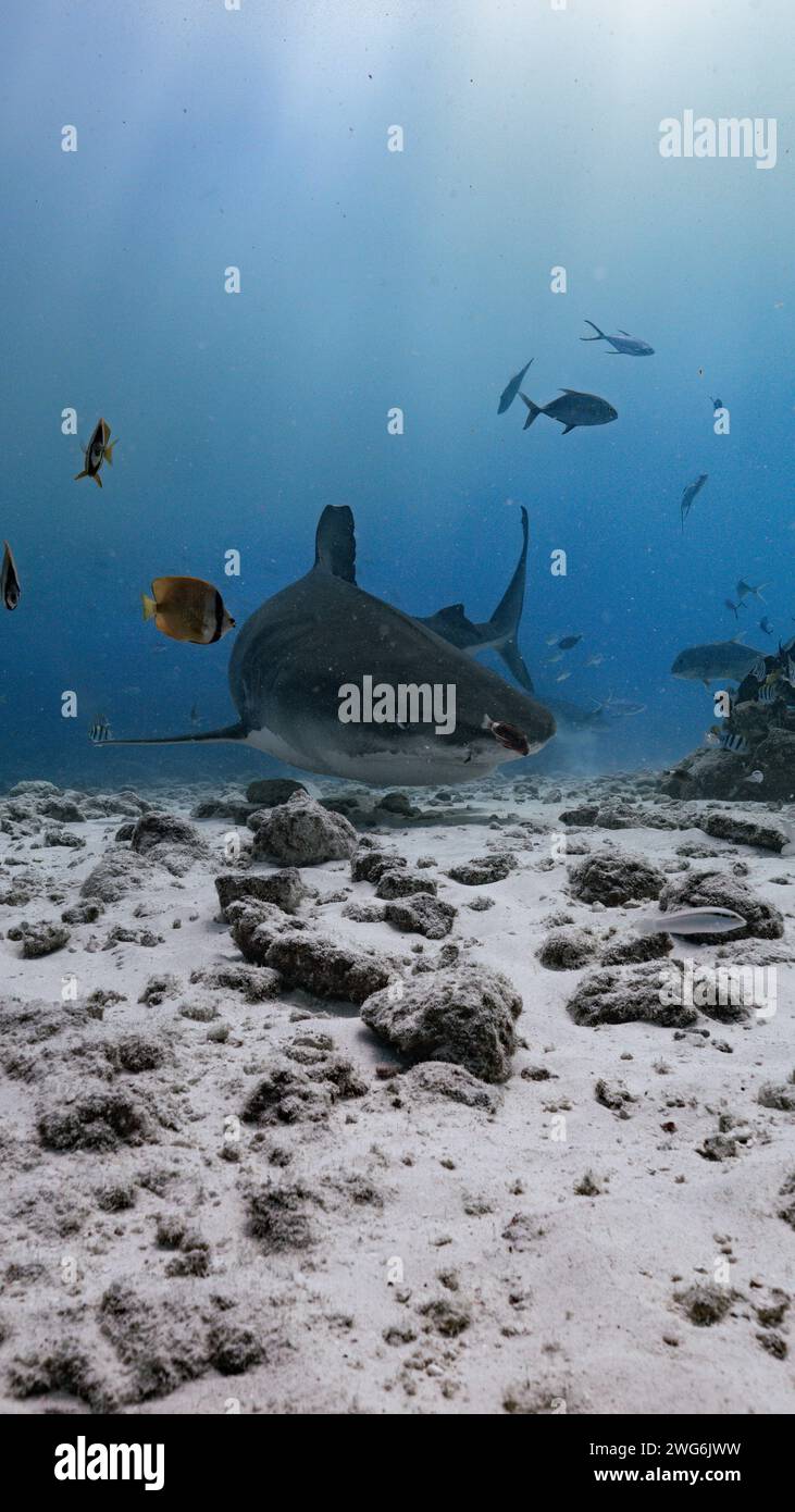 Squalo tigre (Galeocerdo cuvier) che nuota vicino al fondale marino al largo di Fuvahmulah, Maldive Foto Stock