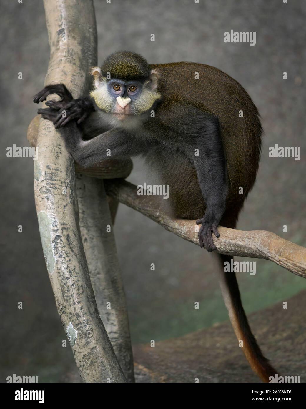 Il Guenon a coda rossa di Schmidt (Cercopithecus ascanius schmidt) ritratto completo del corpo appollaiato sul ramo dell'albero Foto Stock