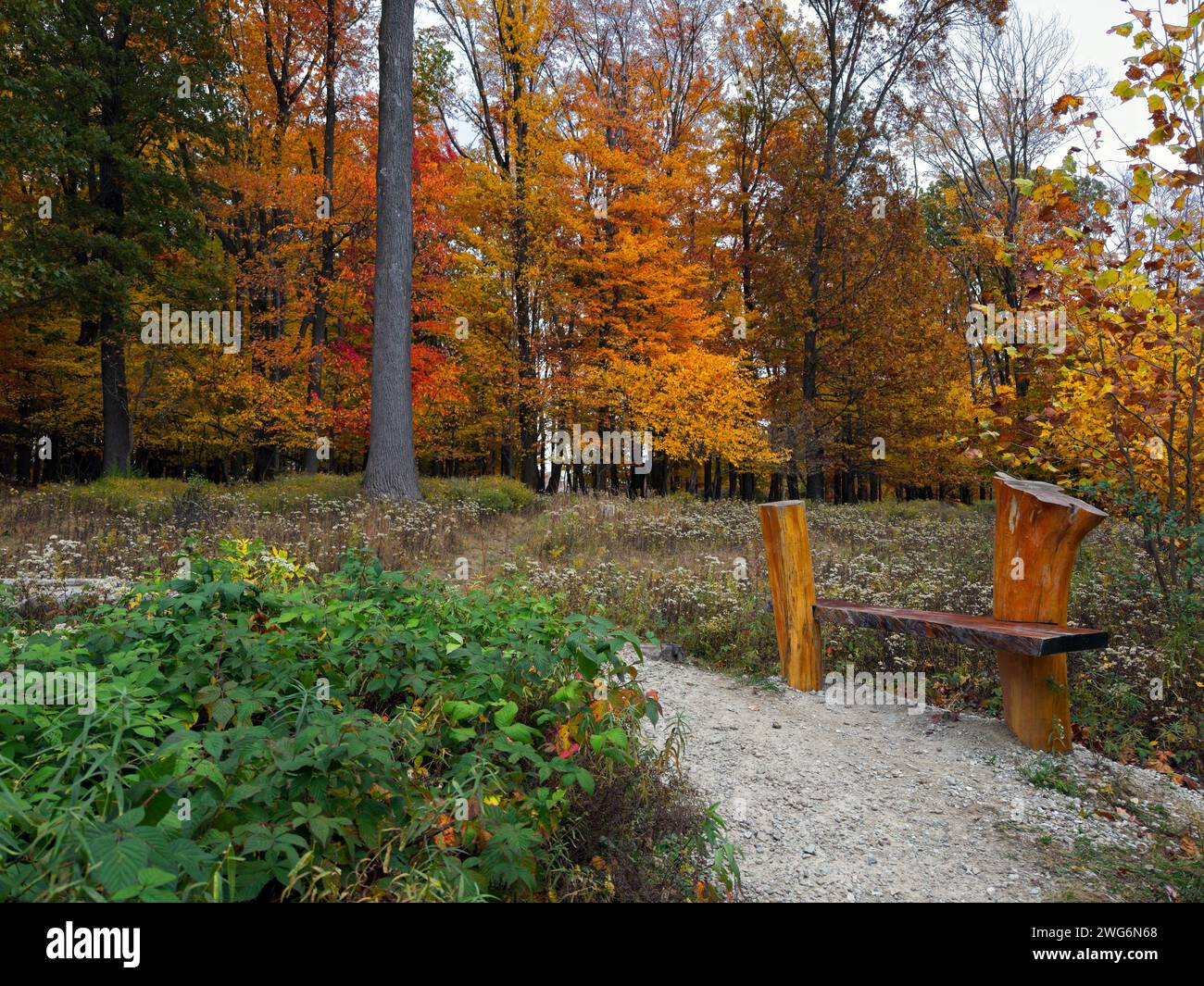 Una panchina in legno intagliata artisticamente lungo un sentiero in un parco naturale di Cleveland Foto Stock