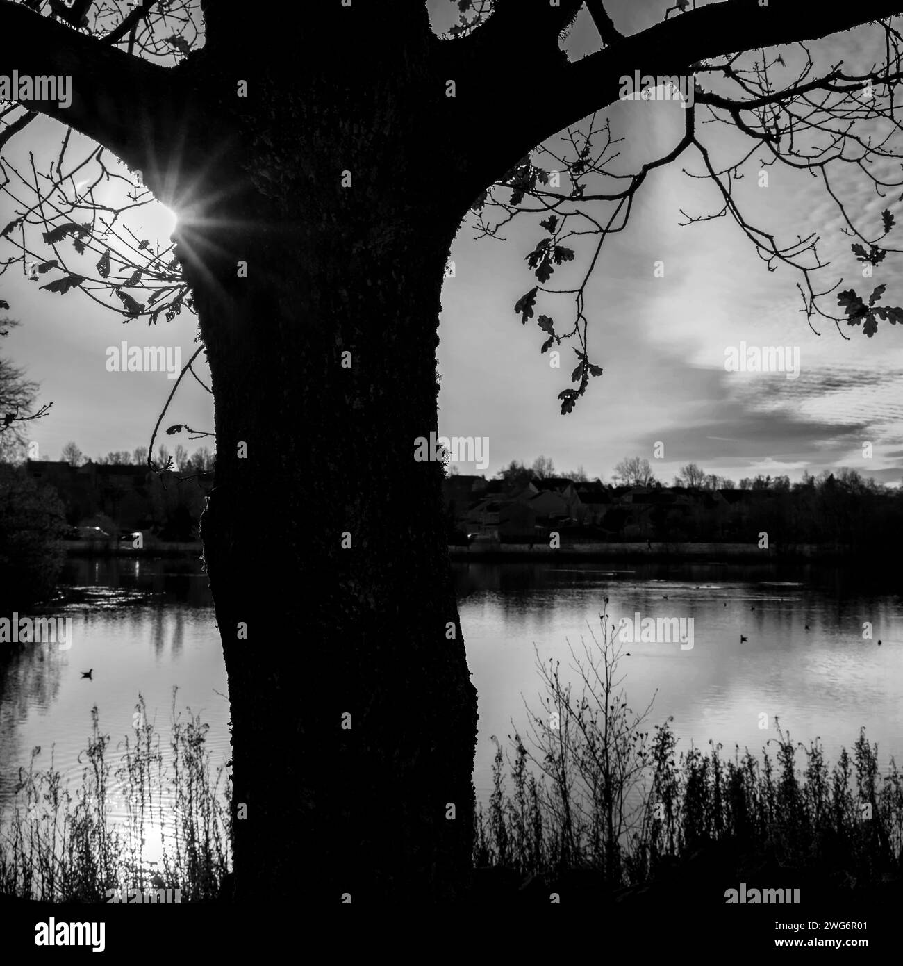 Albero bianco e nero al lago James Hamilton Heritage Park, Scozia Foto Stock