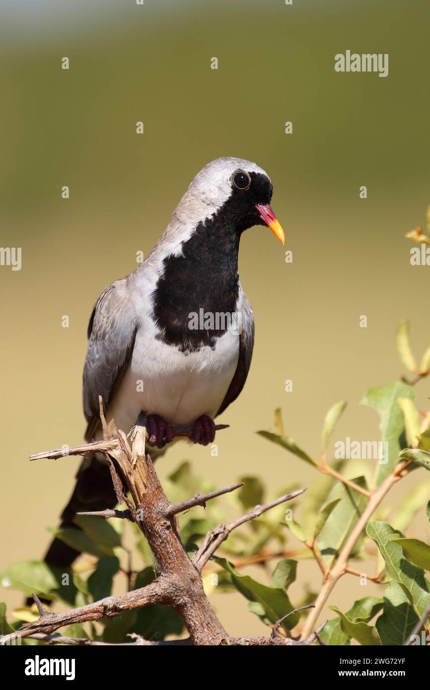 Kaptäubchen oder Maskentäubchen / Namaqua dove / Oena capensis Foto Stock