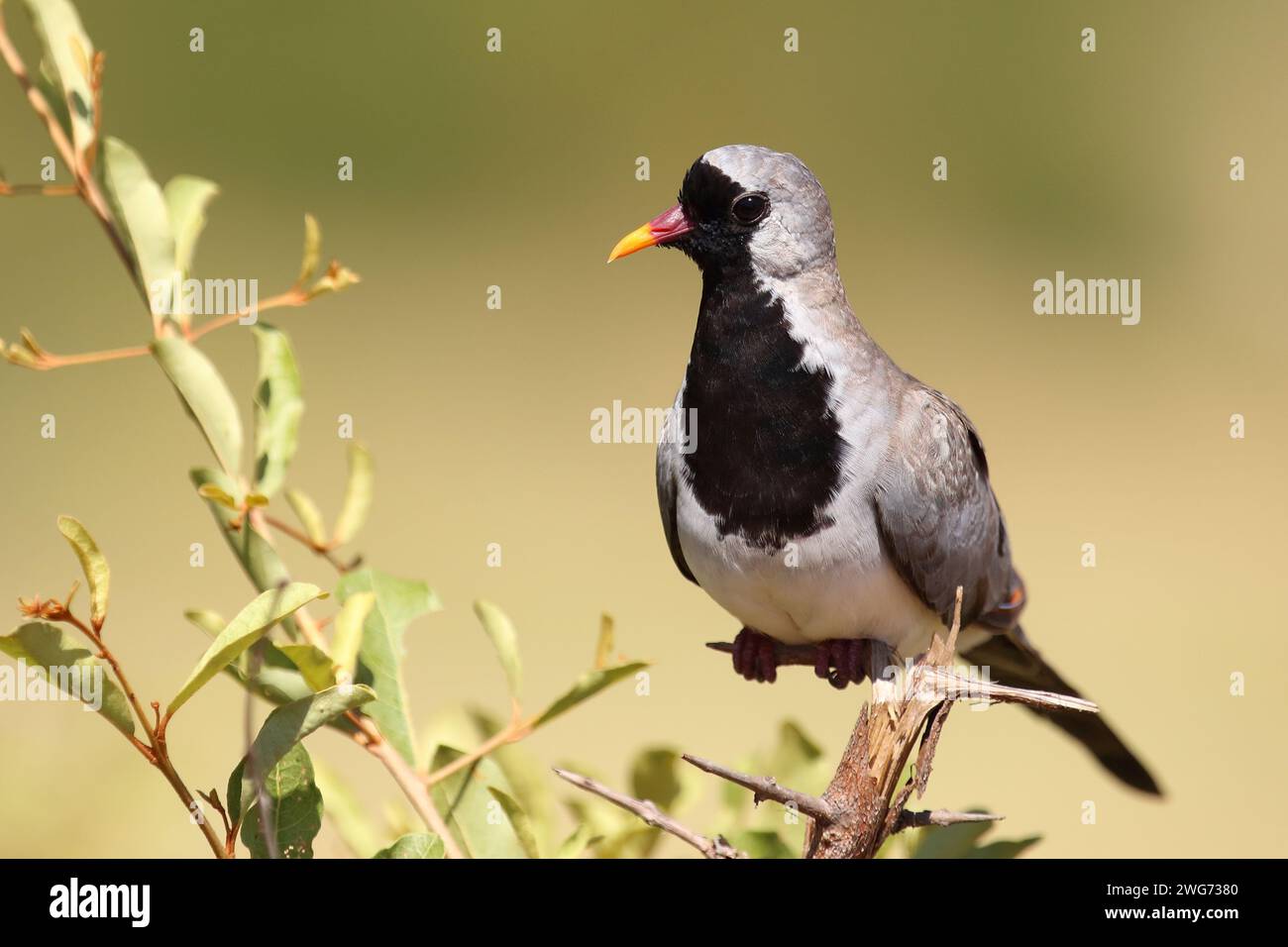 Kaptäubchen oder Maskentäubchen / Namaqua dove / Oena capensis Foto Stock
