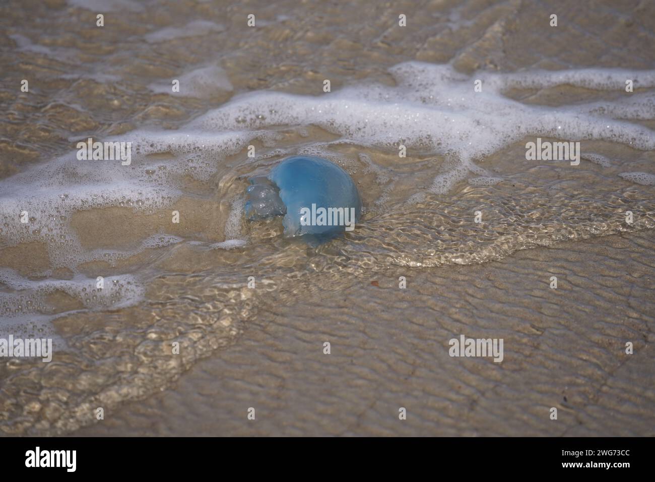 Il cavolo azzurro è desolato sulla spiaggia bagnata di Borkum in autunno Foto Stock