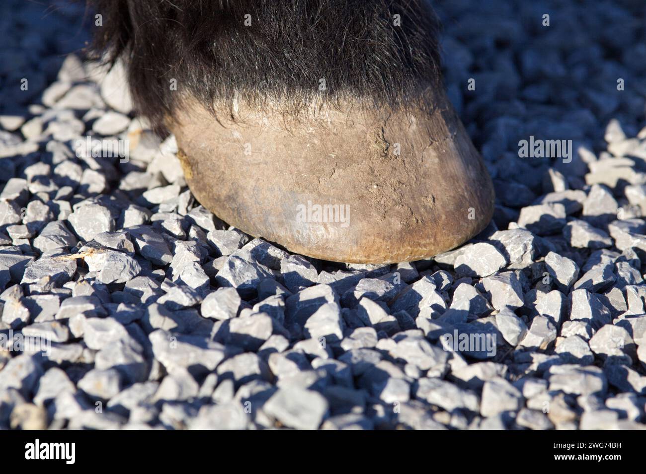 Cavalli Hoof sulla pista di ghiaia. Zoccoli a piedi nudi su terreno in pietra Foto Stock