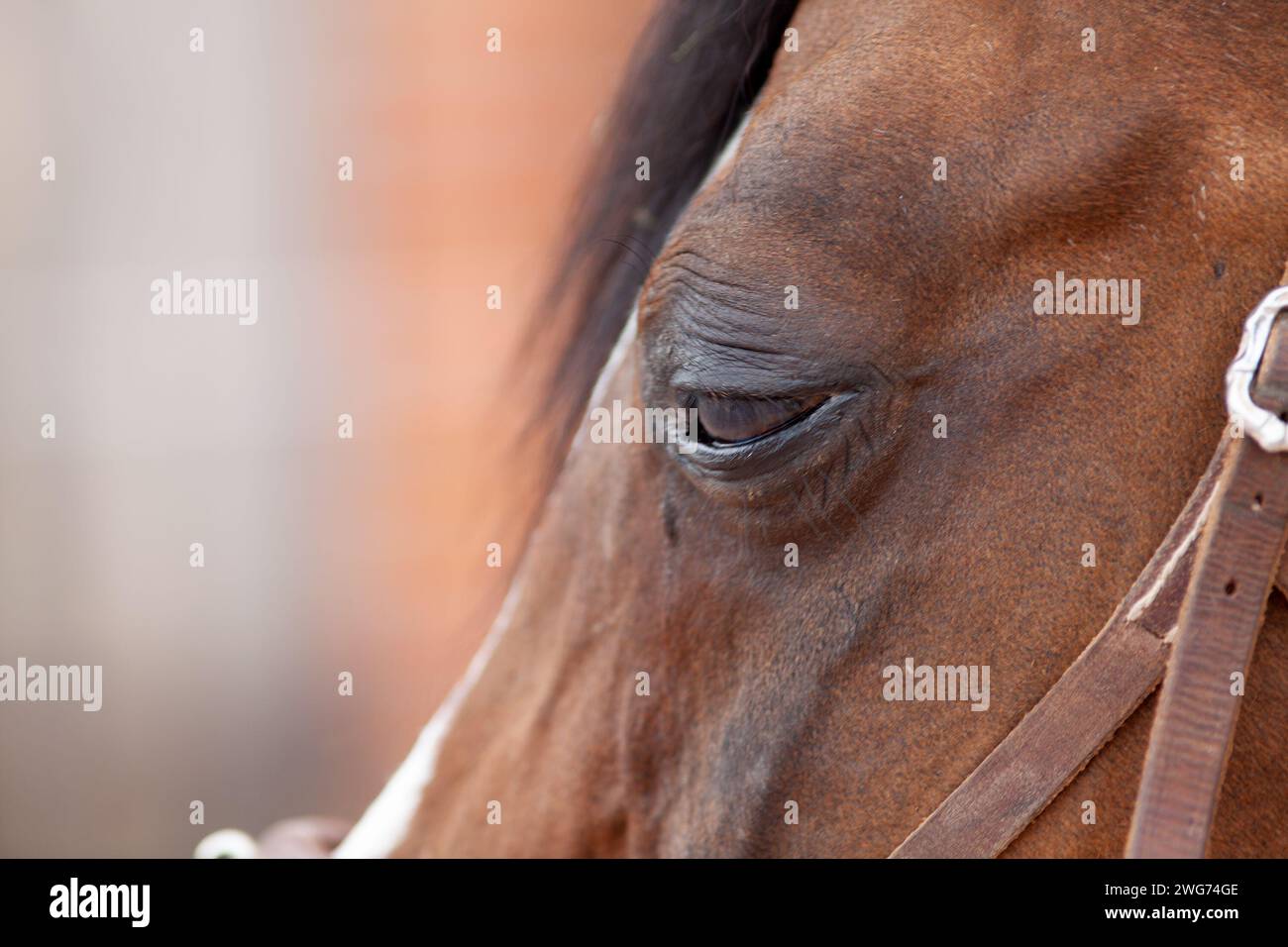 Infezione dell'occhio di cavallo. congiuntivite, uveite ricorrente equina con occhi gonfi Foto Stock