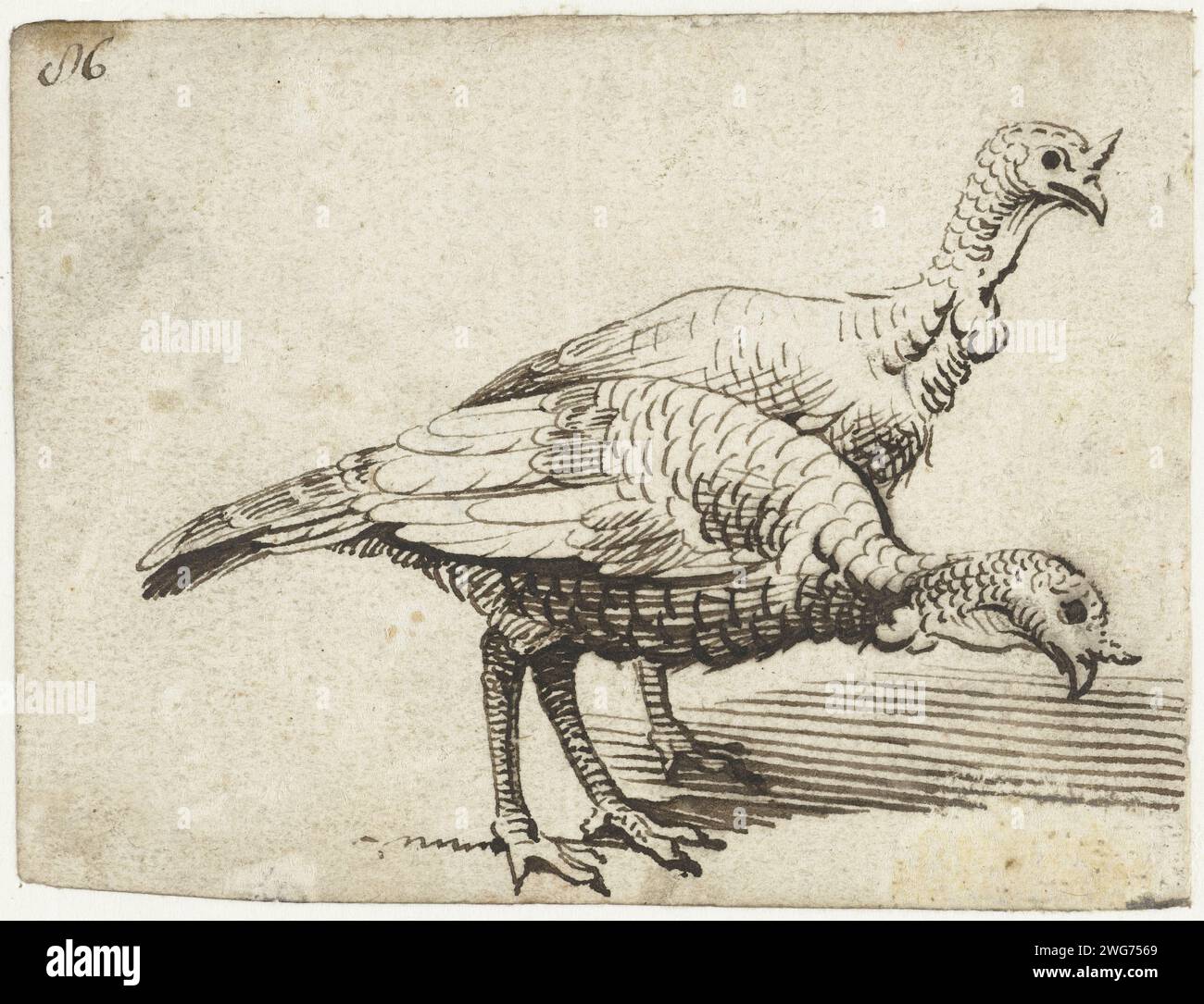 Due tacchini, c. 1611 - 1612 disegnando carta per l'Italia (forse). inchiostro Foto Stock