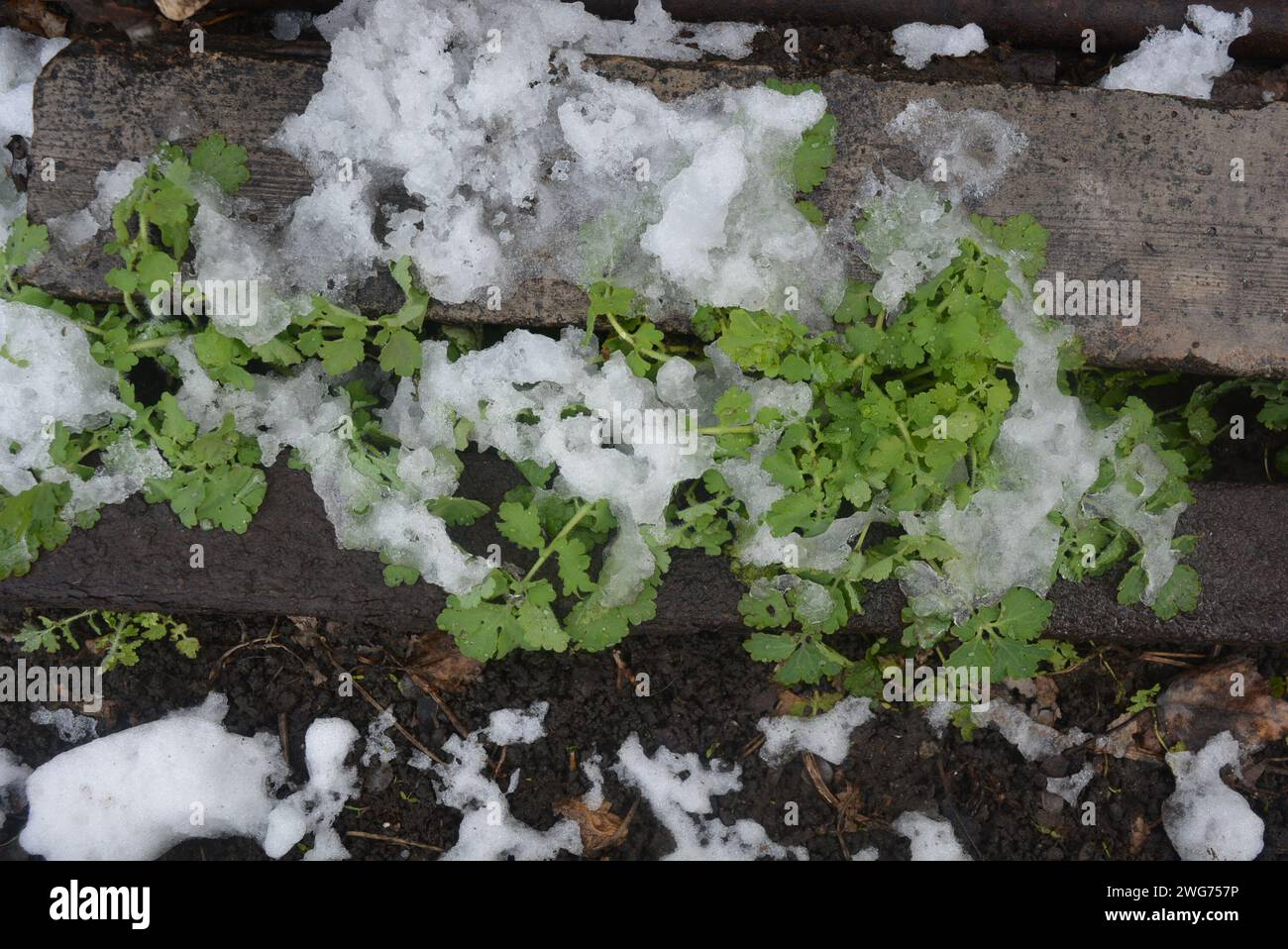 Erba verde primaverile, foglie di una pianta medicinale, verde celandina sotto la neve che scioglie e con raggi di luce, uno splendido sfondo naturale. Foto Stock