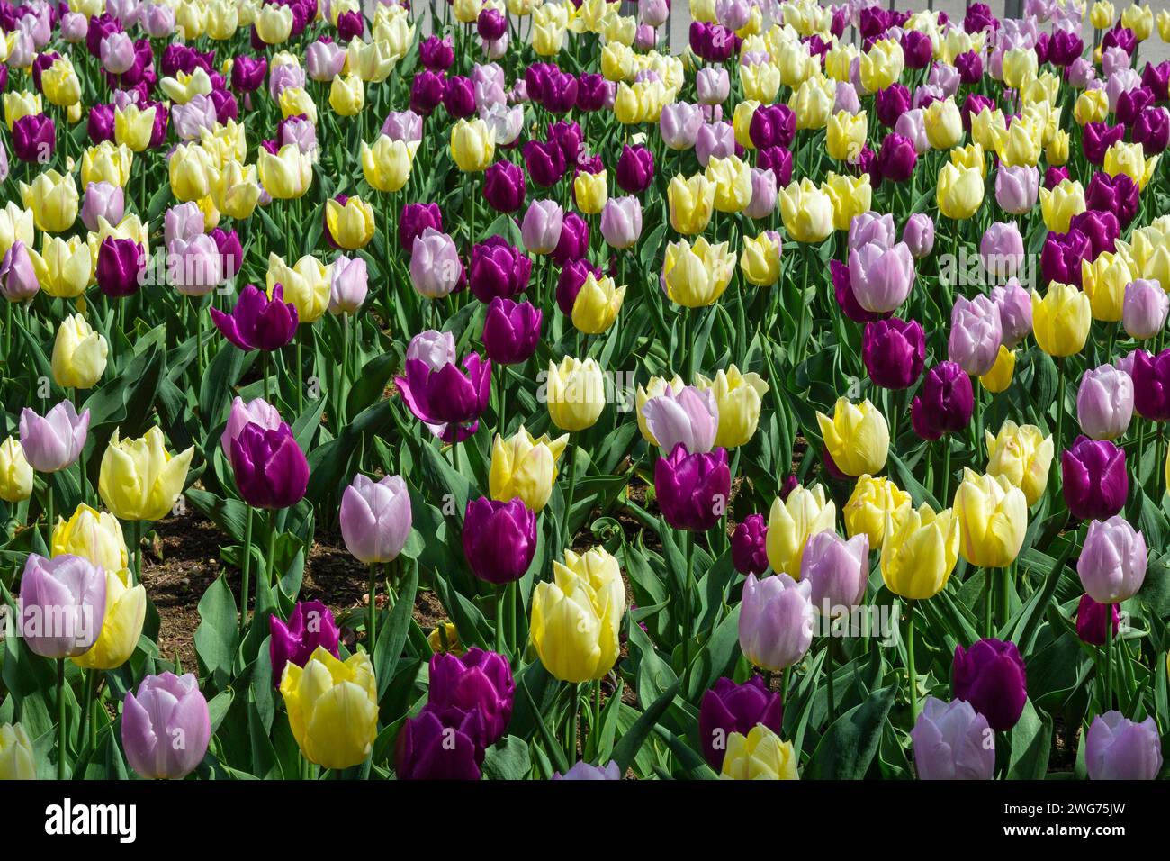 Tulpen Foto Stock
