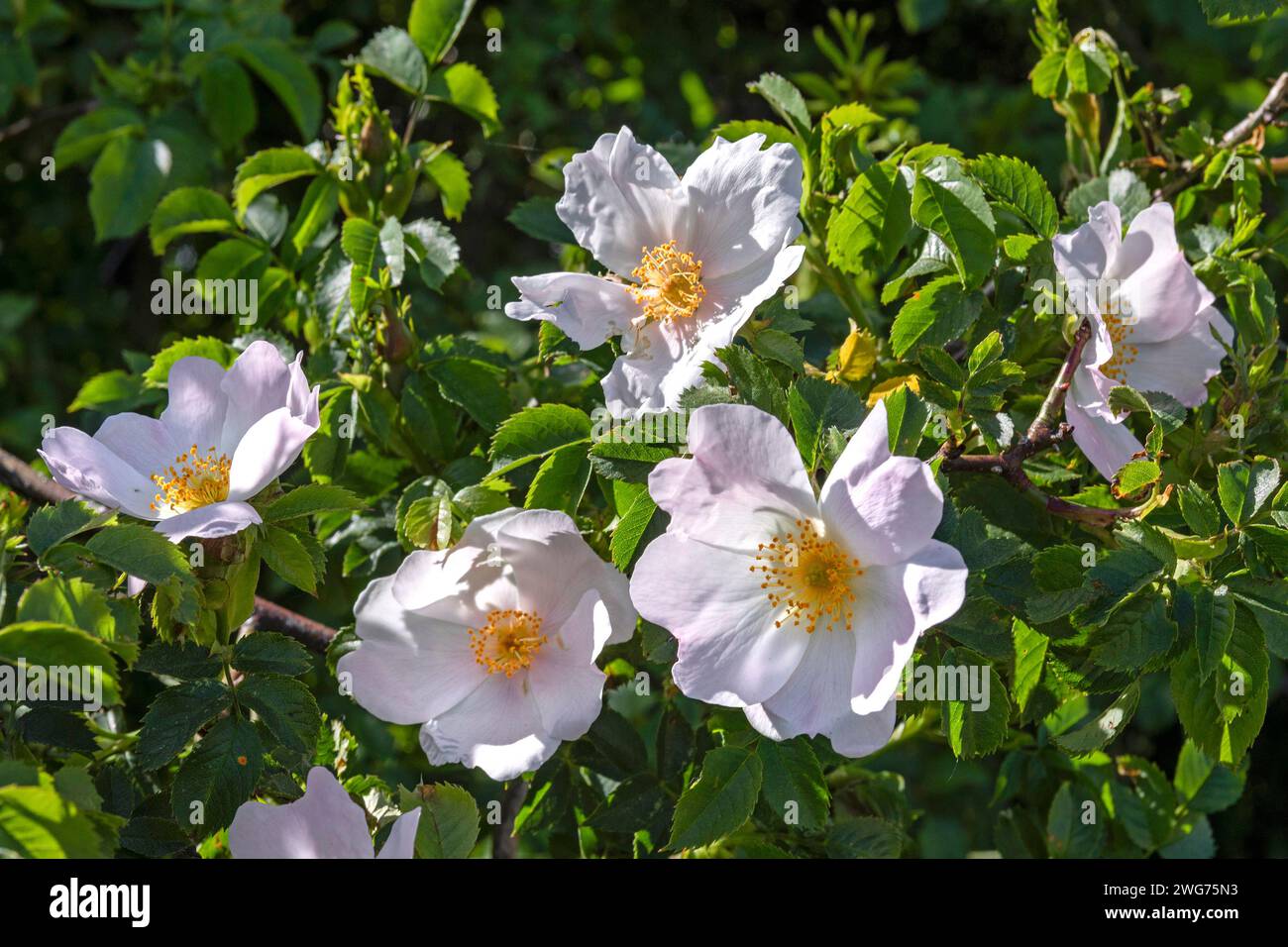 Rosehip Blossom Foto Stock