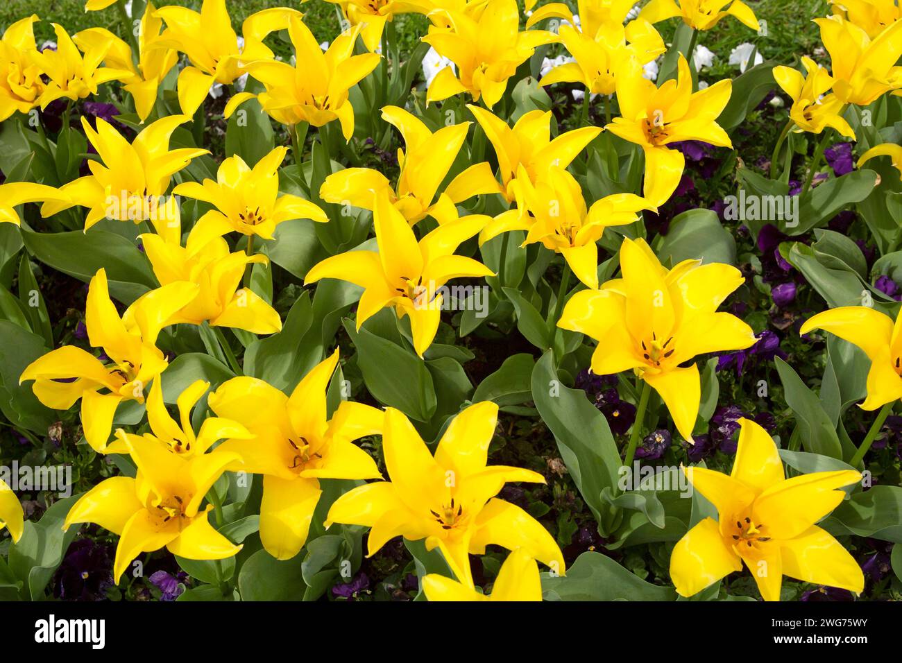 Gelbe Tulips, Tulipa Foto Stock