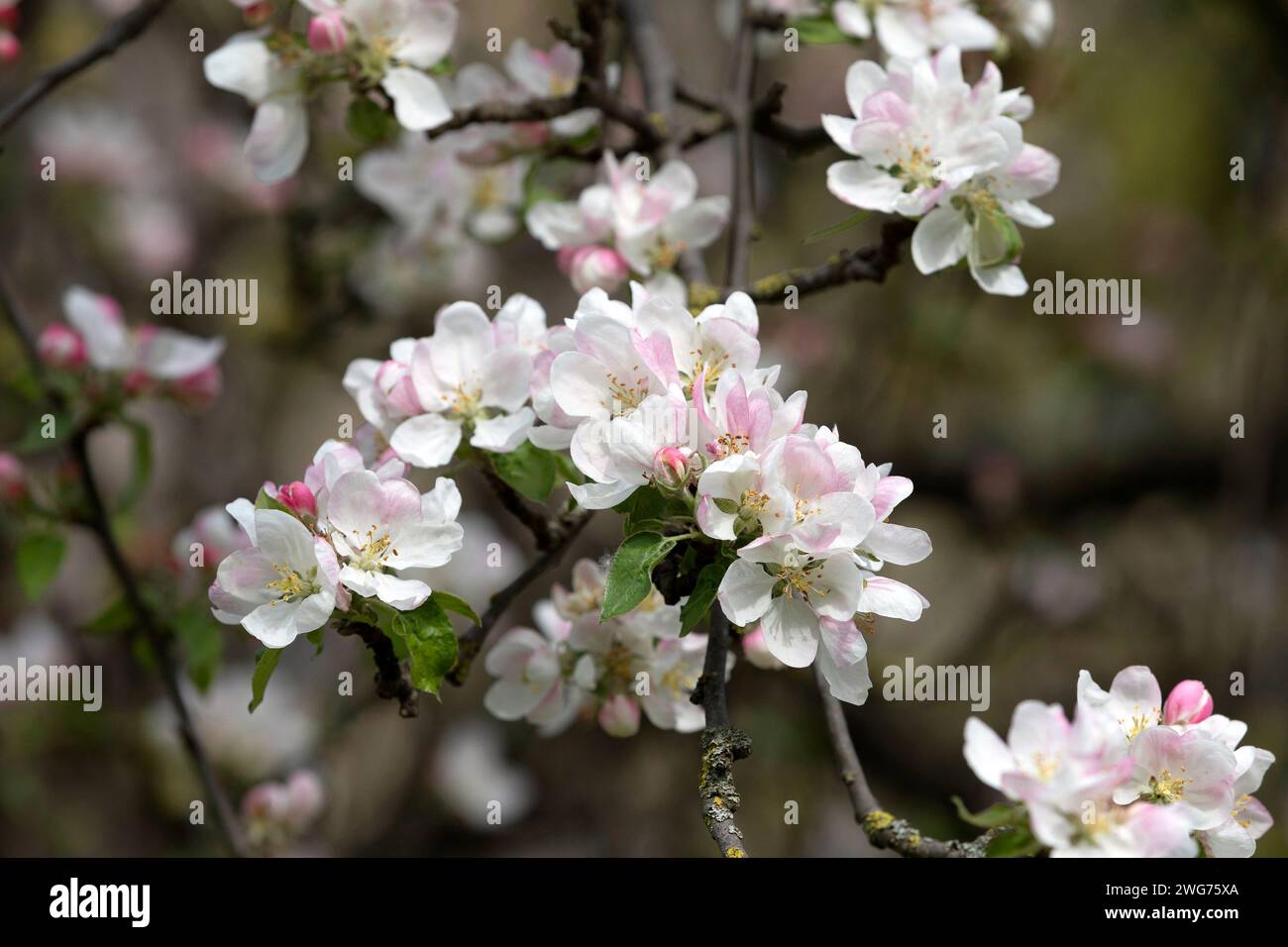 Fiore della mela Foto Stock