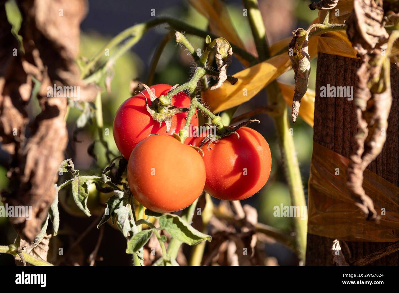 Pomodori maturi in autunno in giardino Foto Stock