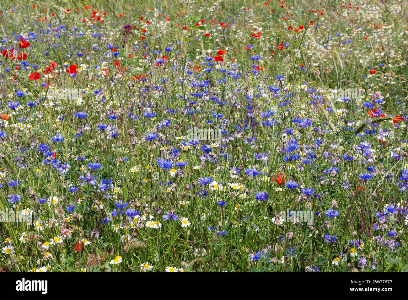 Fiori di campo, Fiori di Cornovaglia, Gossip e Camomile Foto Stock