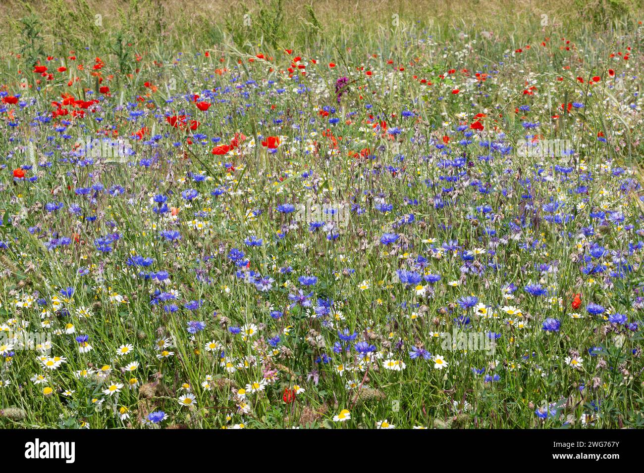 Fiori di campo, Fiori di Cornovaglia, Gossip e Camomile Foto Stock