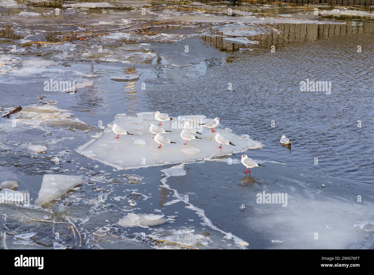 Larus ridibundus famiglia Laridae genere Chroicocephalus gabbiano testa nera uccello naturale selvatico sul ghiaccio fotografia, immagine, sfondo Foto Stock
