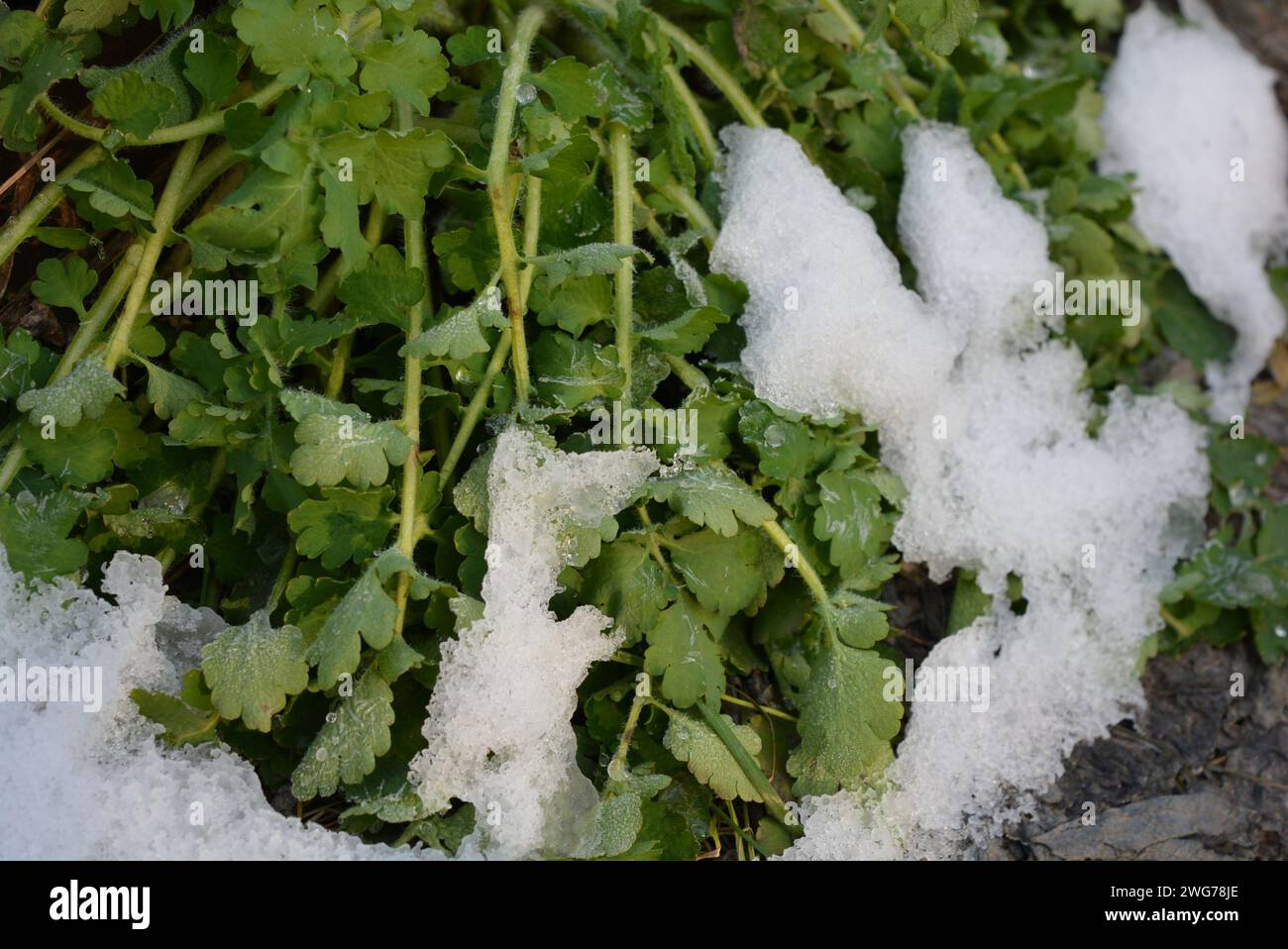 Erba verde primaverile, foglie di una pianta medicinale, verde celandina sotto la neve che scioglie e con raggi di luce, uno splendido sfondo naturale. Foto Stock