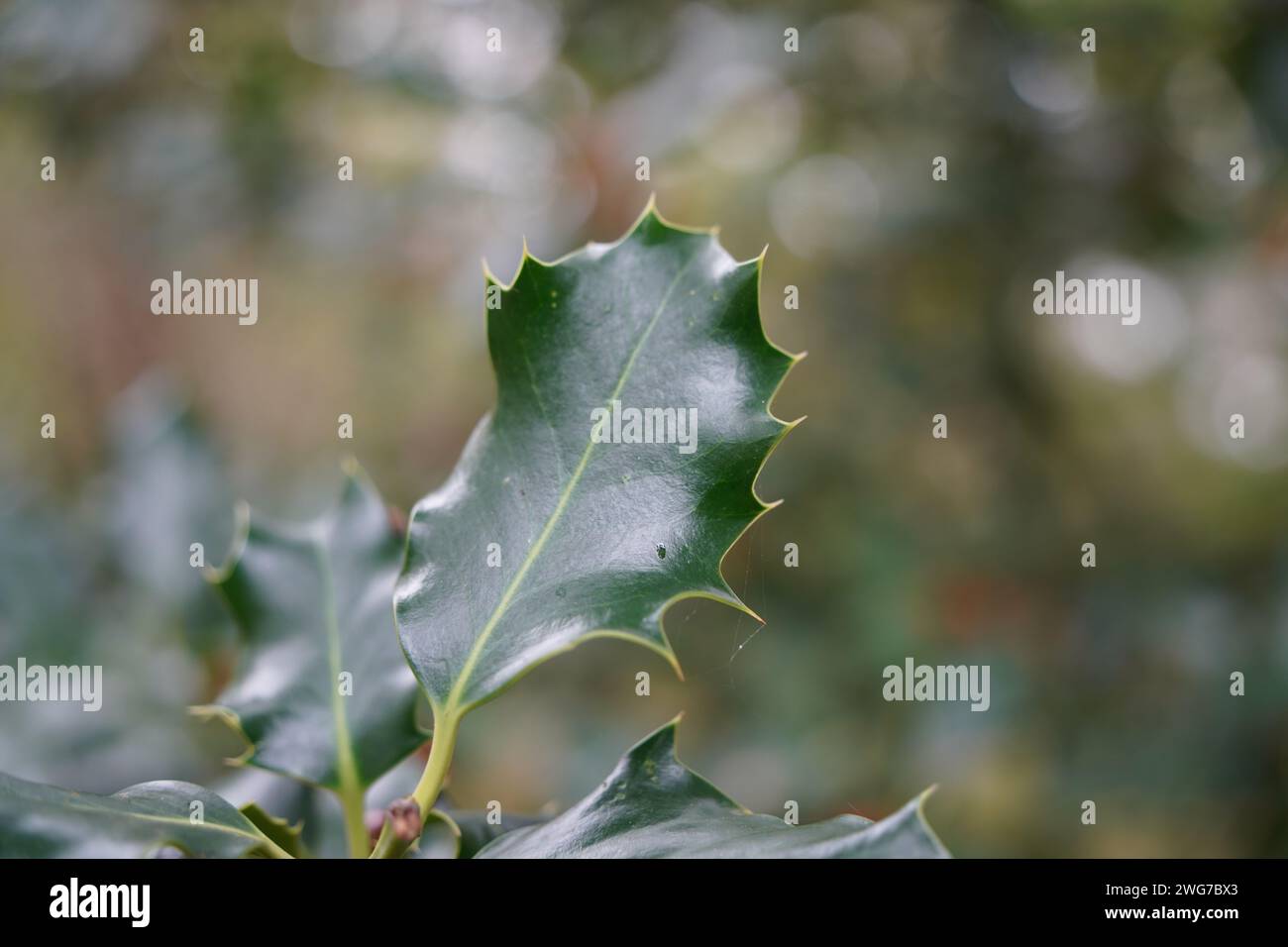 Foglia spinosa di agrifoglio europeo Foto Stock