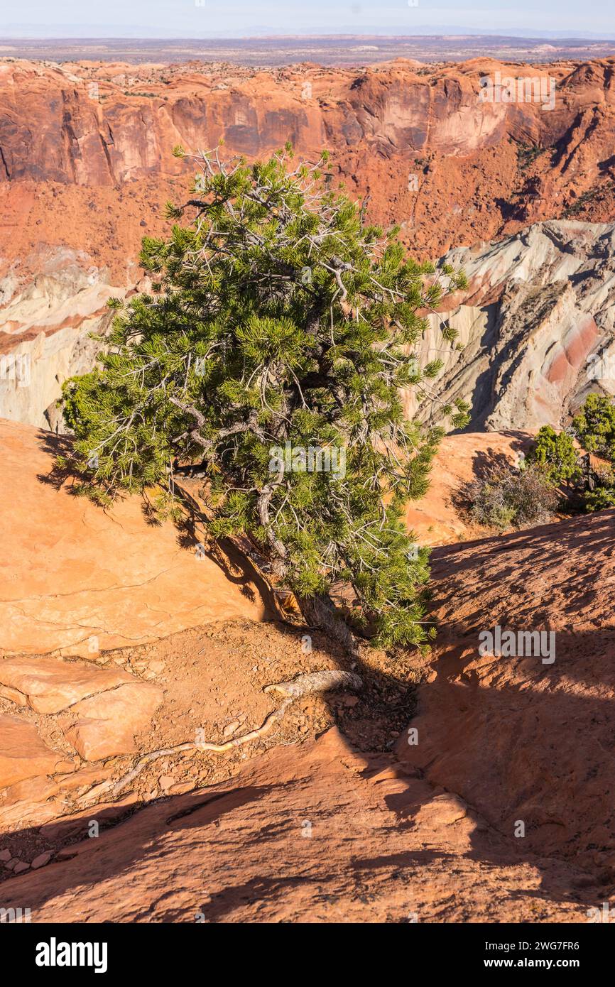 Stati Uniti. Utah. Parco nazionale delle Canyonlands. Un pino pinyon sul bordo della cupola sconvolgente. Upheaval Dome è un cratere di circa 3 miglia di diamante Foto Stock