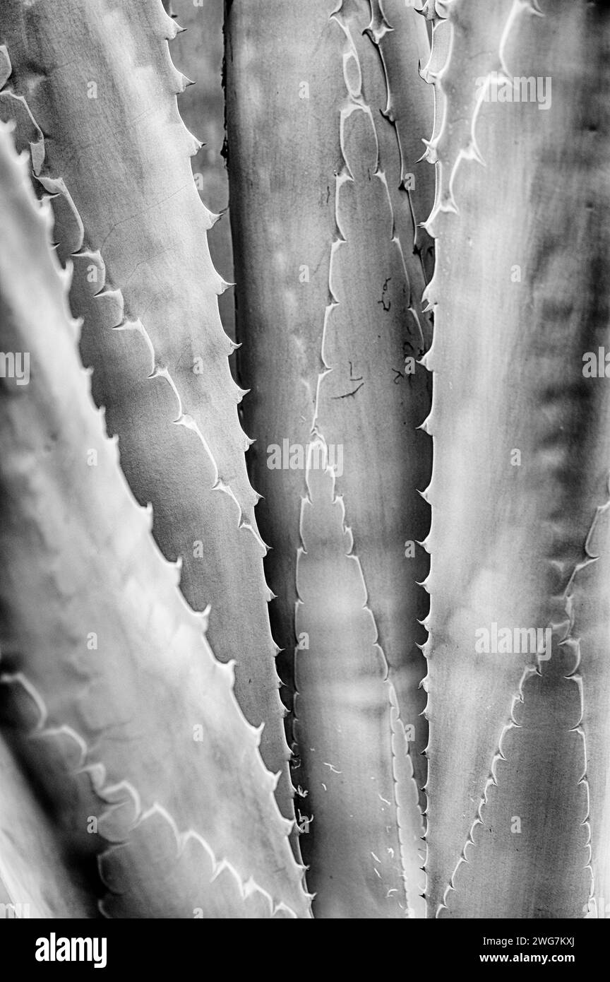 Un modello astratto naturale formato dalle foglie di una pianta di agave che sono strettamente distanziate. In bianco e nero. Foto Stock