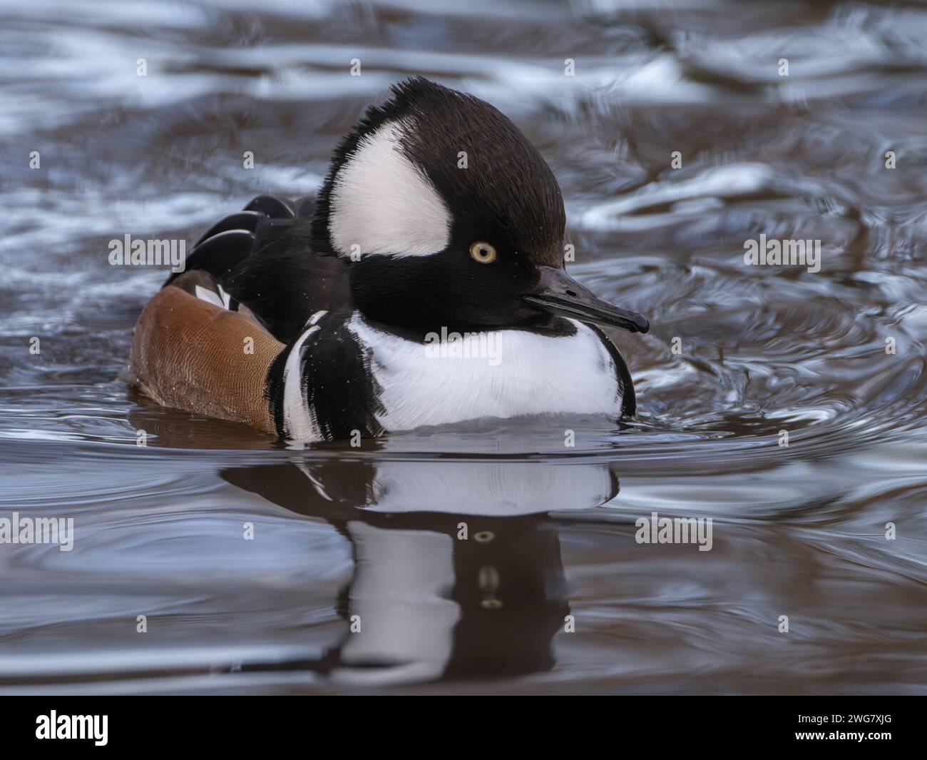 Hooded Merganser Foto Stock