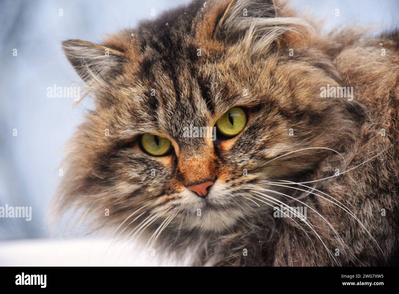 Simpatico gattino seduto, guardando in alto e leccando le labbra in attesa di un delizioso isolato su sfondo bianco. Gattino a righe grigie in posa in studio per la stampa di un Foto Stock
