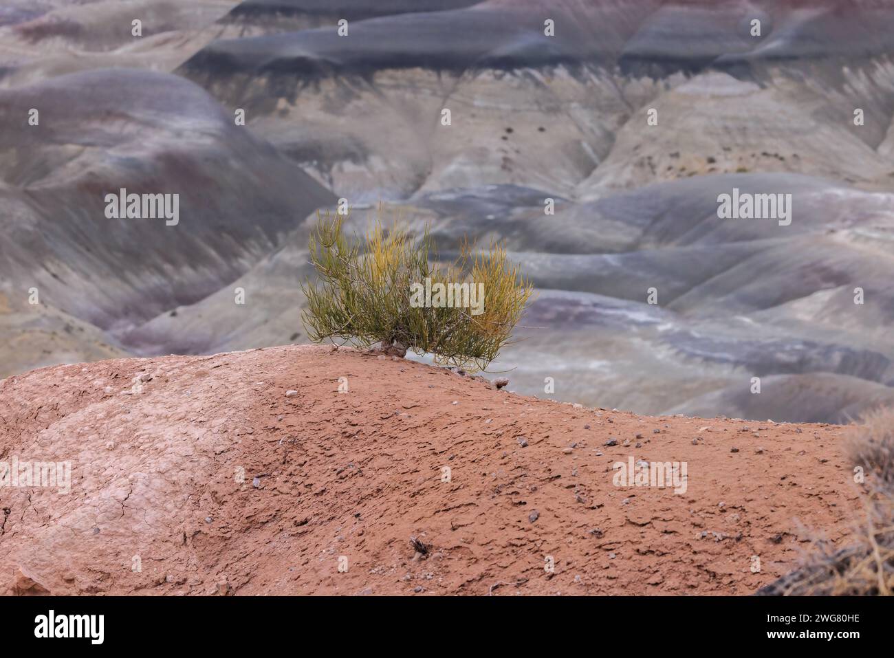 Pennello di salvia con sistema di radici esposte appeso alla terra secca del Little Painted Desert County Park vicino a Winslow, Arizona Foto Stock