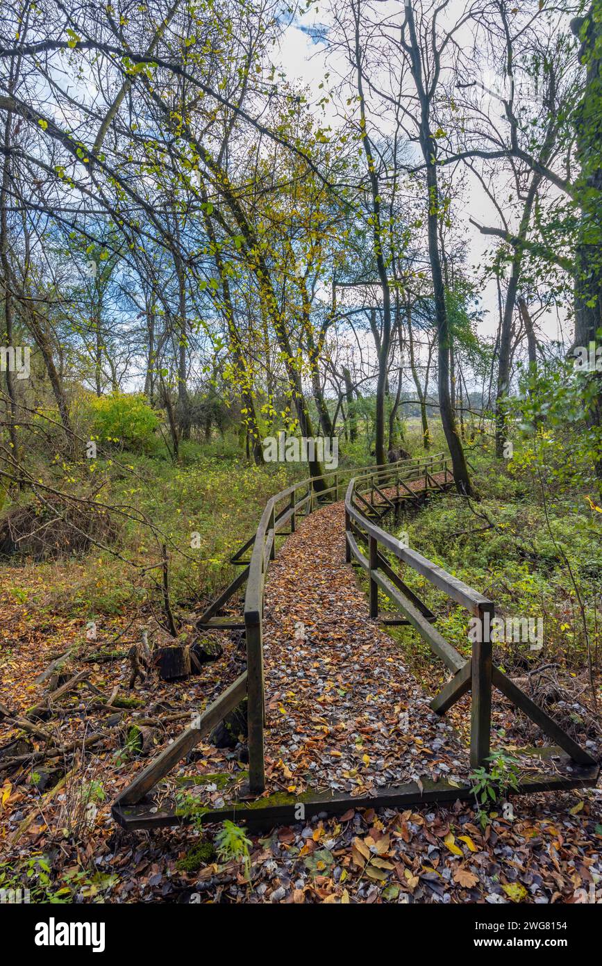 Gemenc, foresta unica tra Szekszard e Baja, Parco Nazionale Dunaj-Drava, Ungheria Foto Stock