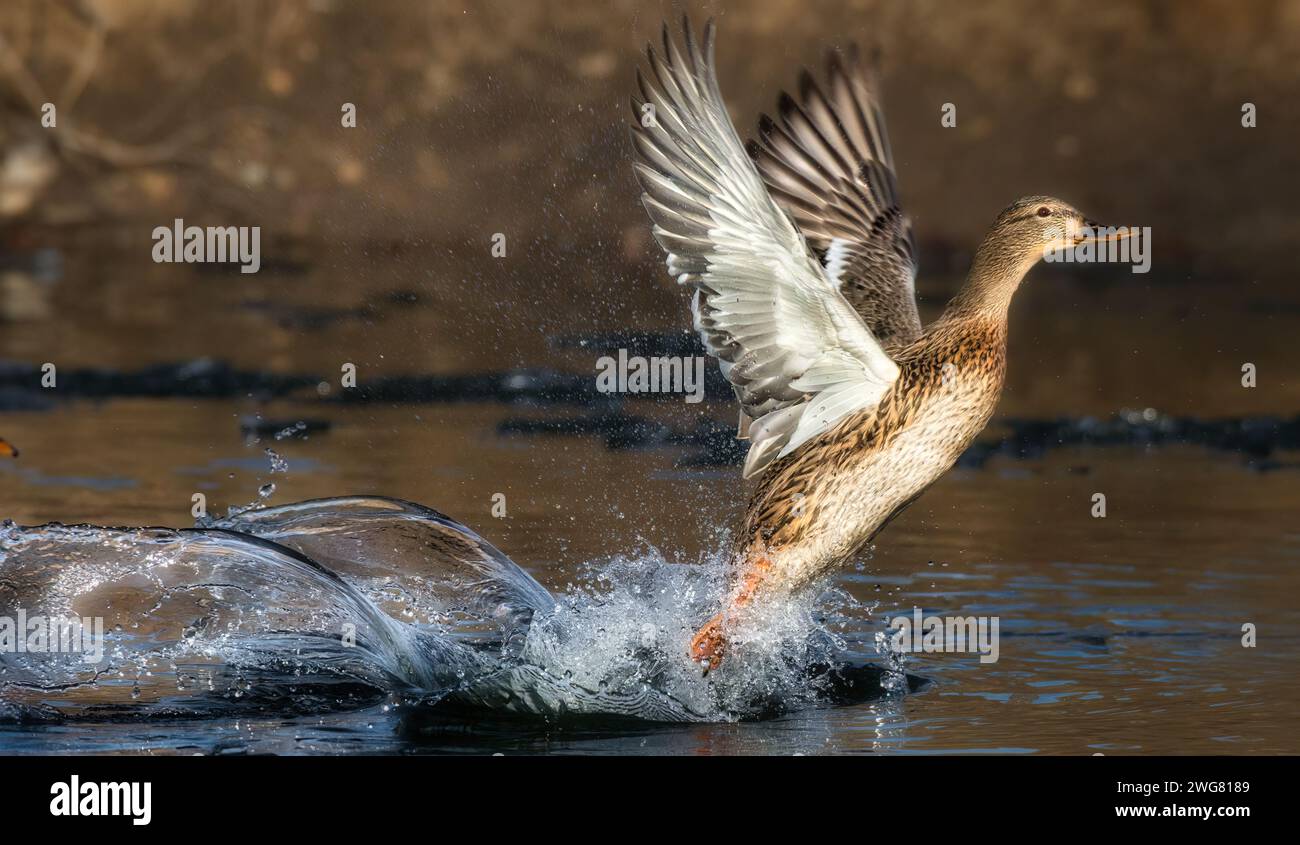 Un'anatra giocosa che si snoda in un tranquillo corso d'acqua Foto Stock