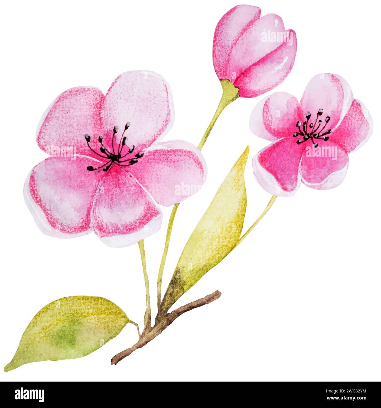 L'illustrazione del vettore di acquerello disegnato a mano presenta un ramo di albicocca con fiori Illustrazione Vettoriale