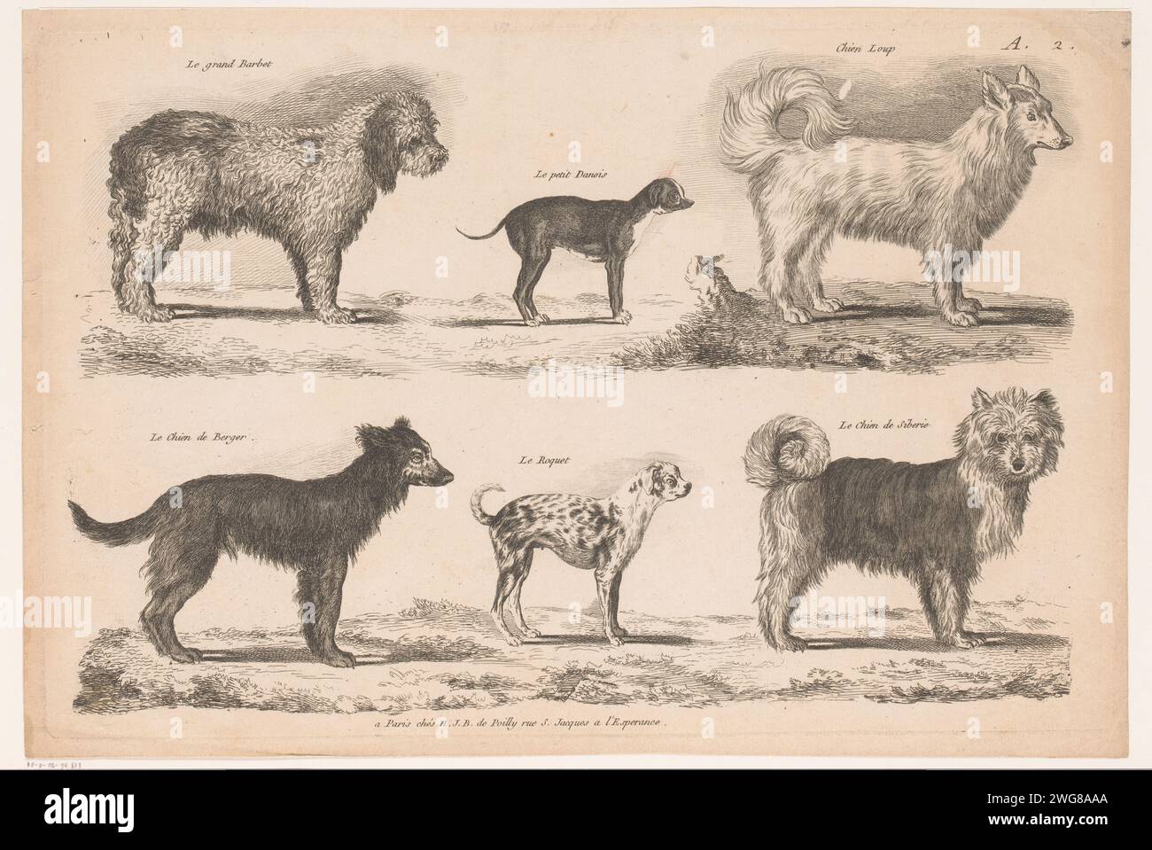Razze canine, anonime, 1750 - 1820 stampa numerata in alto a destra: A.2. Tipografia: Francepublisher: Paris paper etching / incisione dog Foto Stock