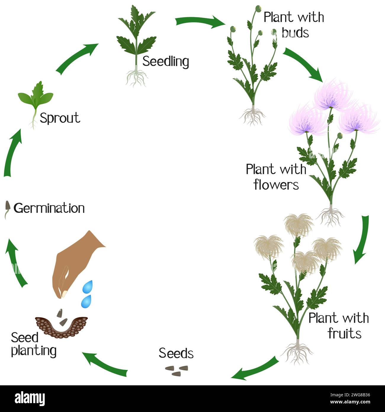 Un ciclo di crescita di un crisantemo fiorisce su sfondo bianco. Illustrazione Vettoriale