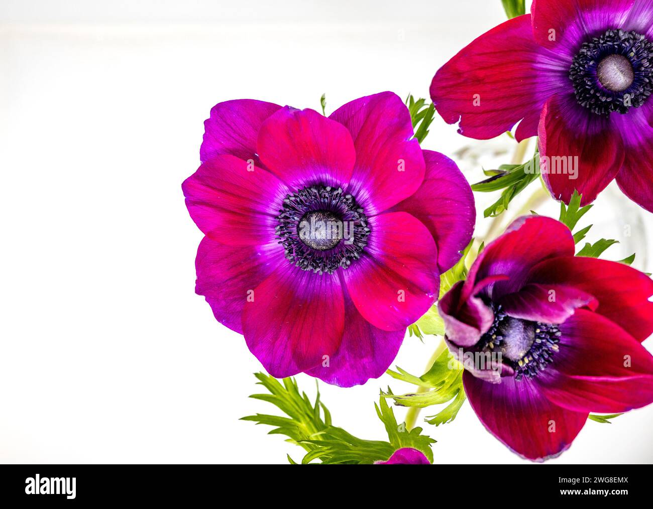 Fiori di anemone rosa vivaci con sfondo bianco. Foto Stock