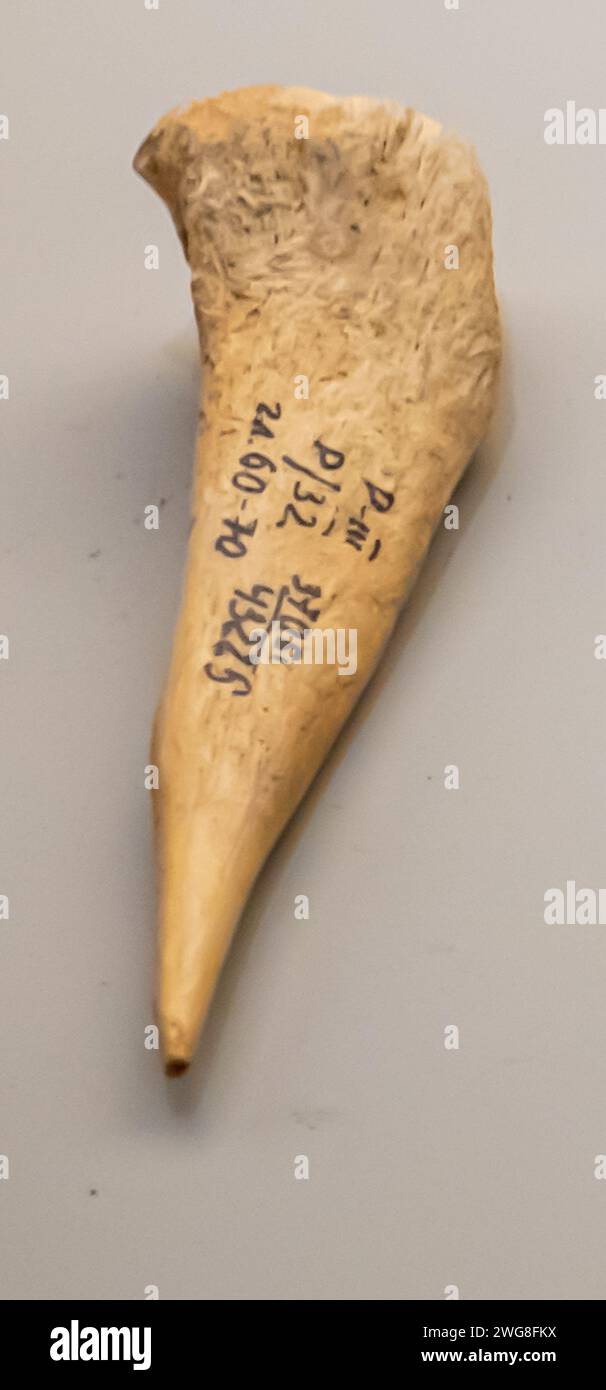 Attrezzo di perforazione, osso, intaglio, 4th - 3rd Millenium B.C. Botay culture North Kazakhstan, Foto Stock Attrezzo di perforazione, osso, intaglio, 4th - 3rd Millenium B.C. Botay culture North Kazakhstan, Foto Stock