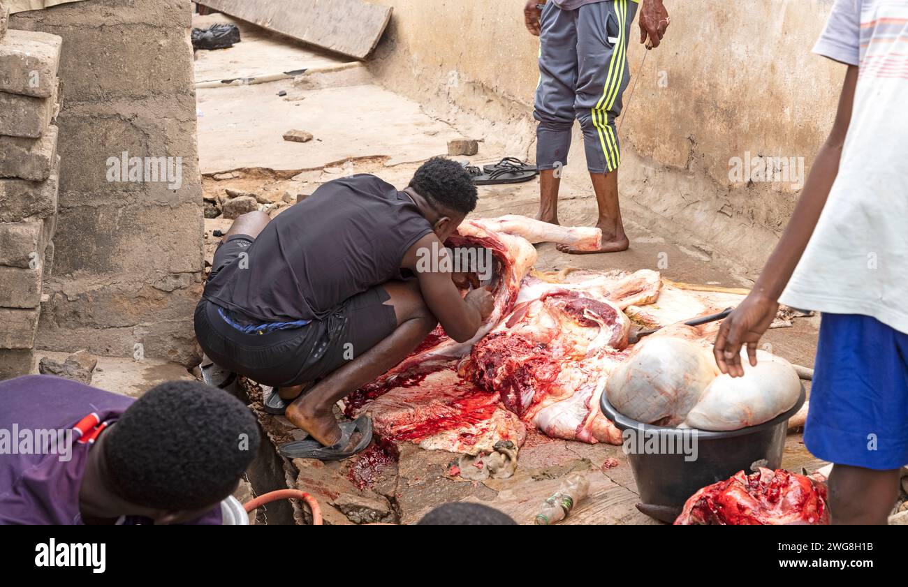 Accra Eid al Adha Festival del sacrificio della carne di manzo che massacra la patria musulmana del Ghana. Sacrificio animale Islam mese santo Ramadan. Settore musulmano di Accra. Foto Stock