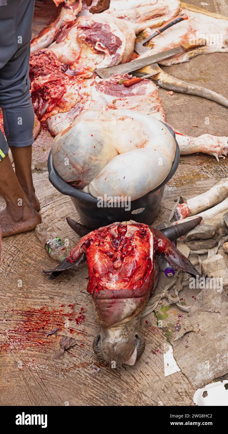 Sacrificio mucca musulmano Accra Eid al Adha Festival di sacrificio Ghana. Sacrificio animale Islam mese santo del Ramadan Eid ul Adha. Settore musulmano di Accra. Foto Stock