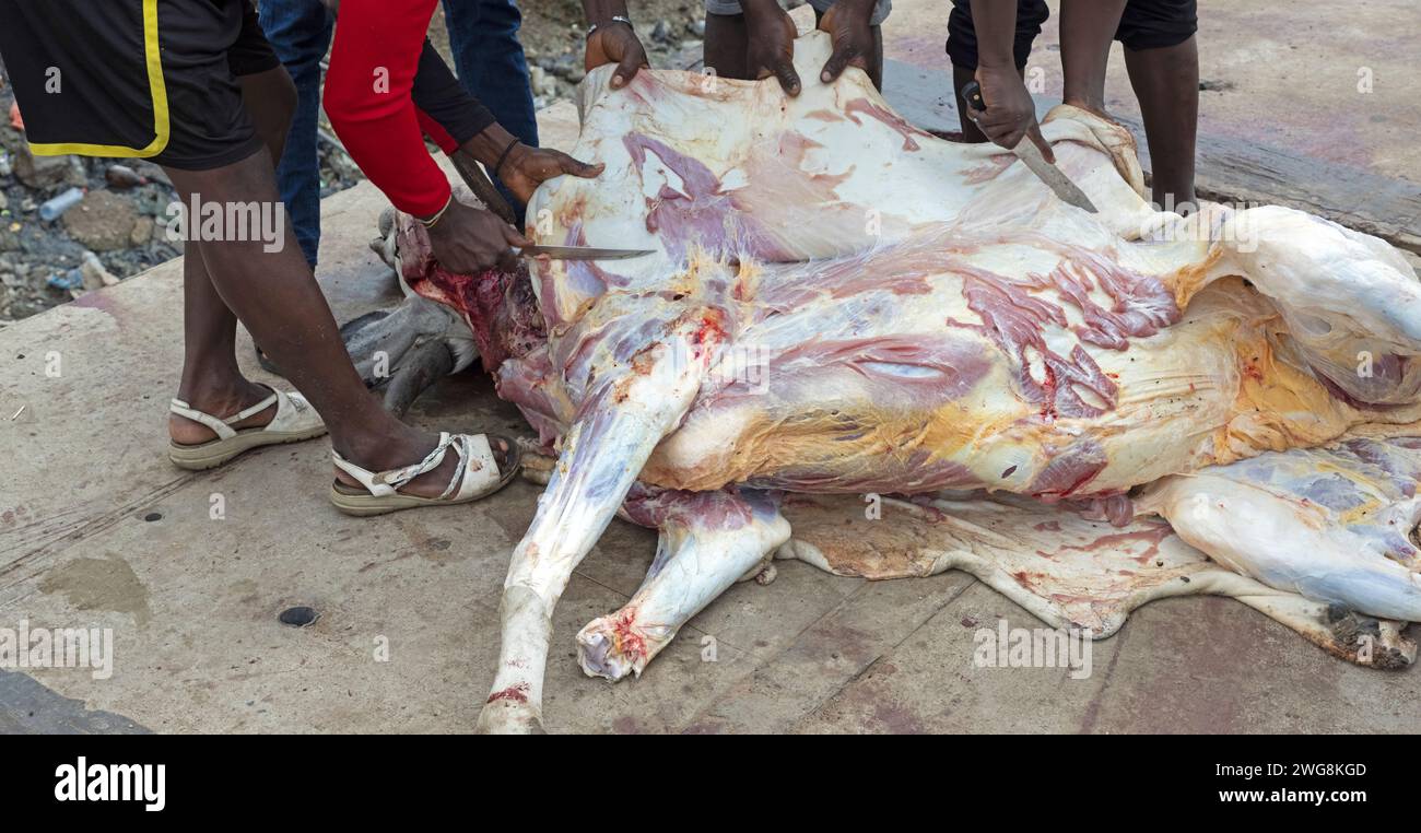 Mucca sacrificata per Accra Muslim Eid al Adha Festival of Sacrifice. Sacrificio animale Islam mese santo del Ramadan Eid ul Adha. Settore musulmano di Accra. Foto Stock