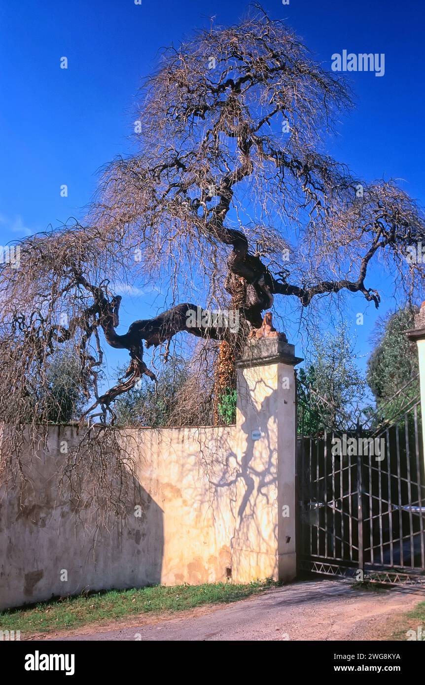 Pagoda giapponese o Dragon Claw Scholar Tree (Styphnolobium japonicum F. pendula = Sophora japonica F. pendula), Fabaceae. Foto Stock