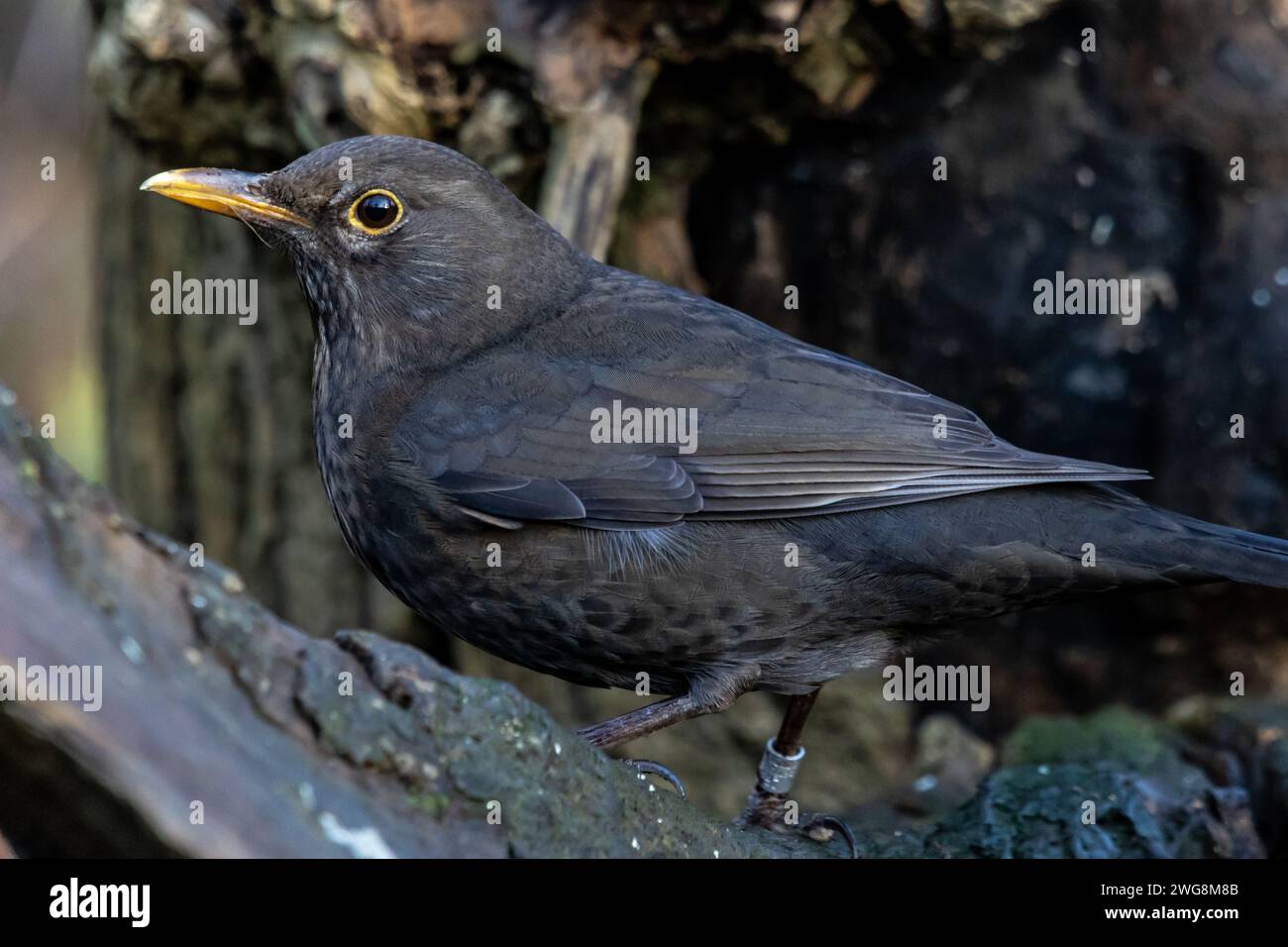 Blackbird catturato nella riserva naturale del parco Gosforth a Newcastle upon Tyne Foto Stock