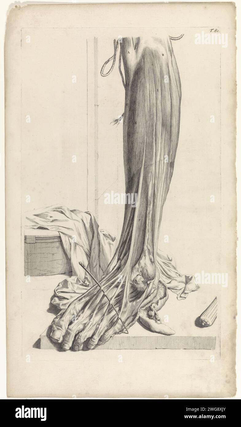 Studio anatomico dei tendini del piede destro, Pieter van Gunst, dopo Gerard de Lairesse, 1685 stampa Studio anatomico dei tendini del piede destro. T. 81 in alto a destra. Piede per incisione/incisione su carta Amsterdam. gamba inferiore. muscoli. tendini, sinuosi Foto Stock